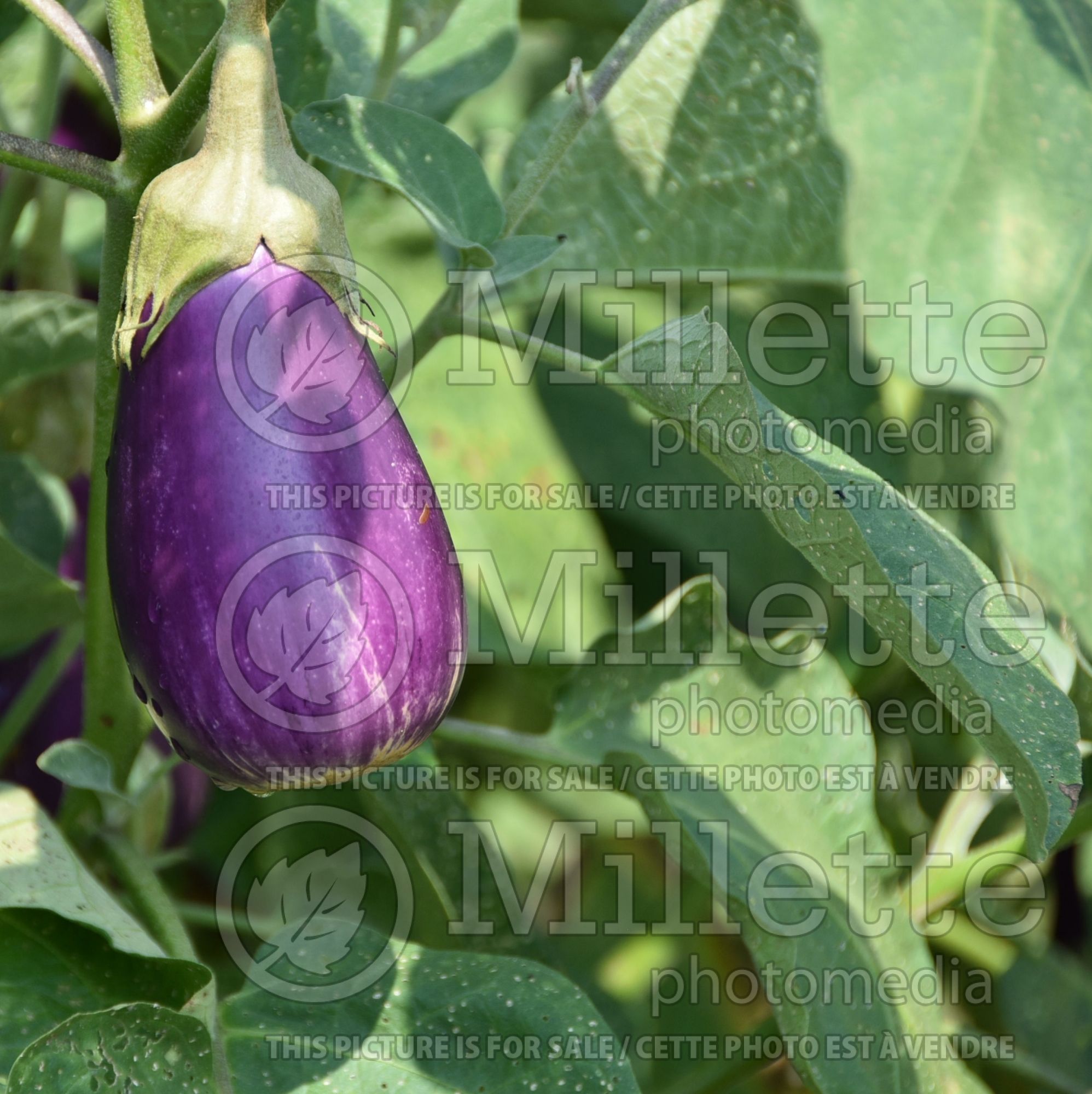 Solanum Dancer (Eggplant vegetable) 1