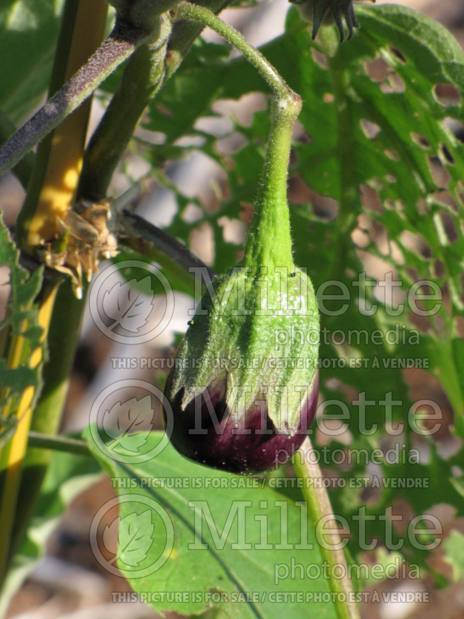 Solanum Imperial Black Beauty aka Black Beauty (Eggplant) 2