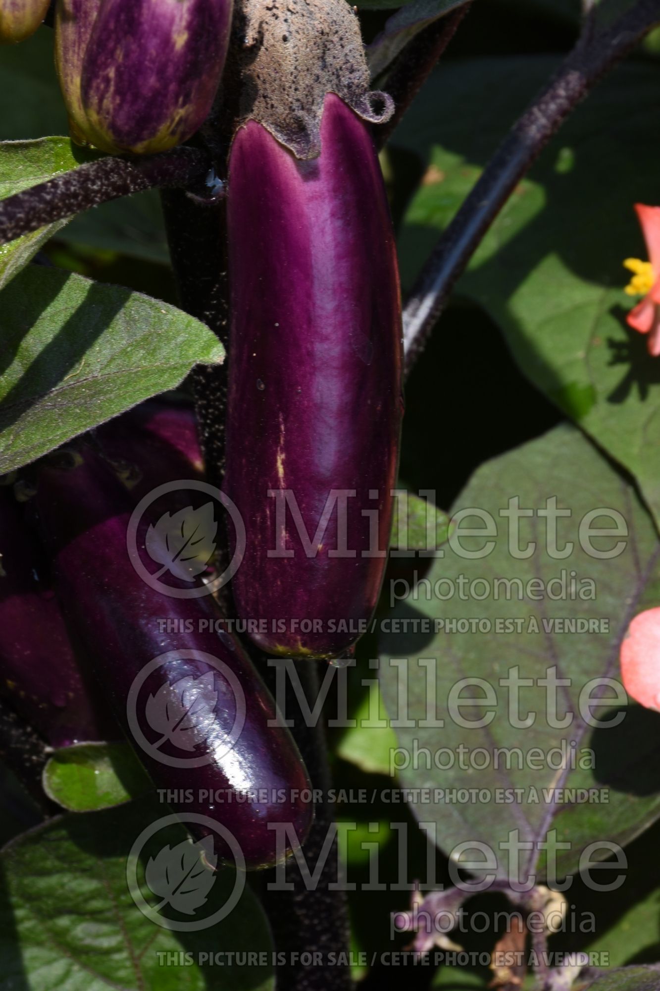 Solanum Slim Jim (eggplant) 1