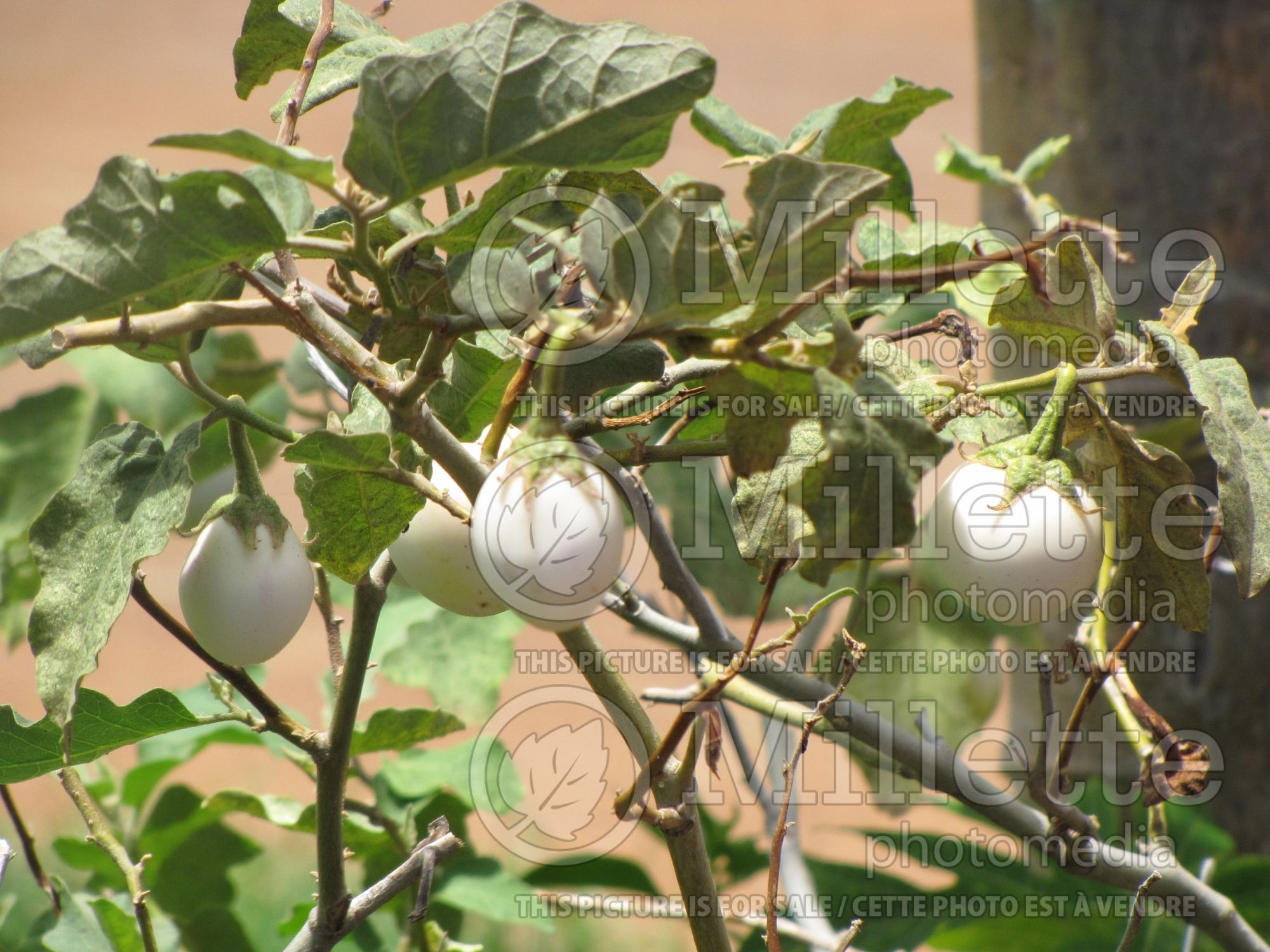 Solanum Thai White (Thai white eggplant) 1
