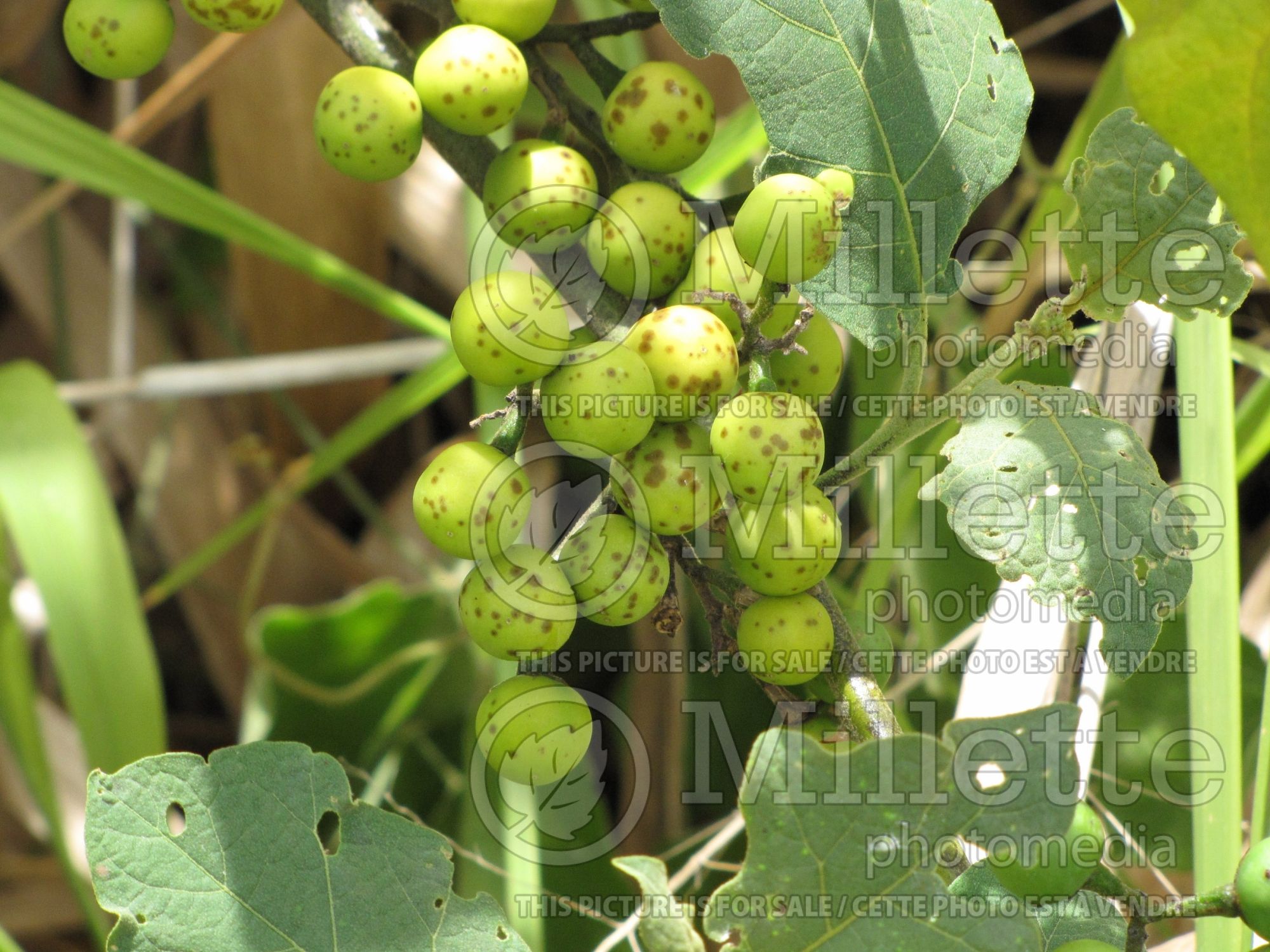 Solanum torvum (turkey berry, prickly nightshade, shoo-shoo bush, wild eggplant, pea eggplant, pea aubergine) 1
