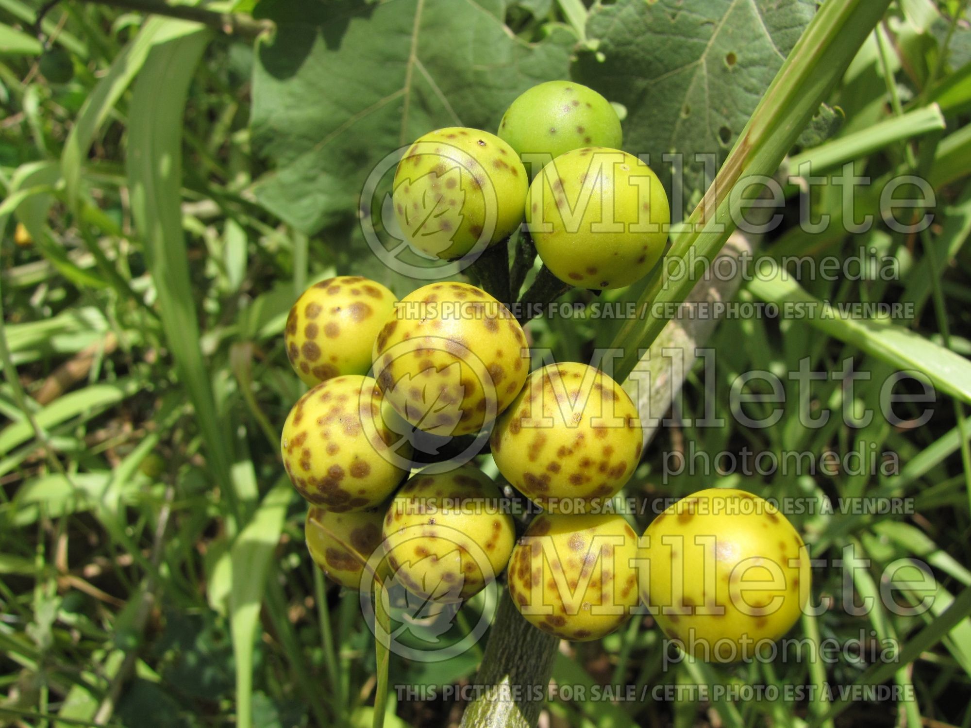 Solanum torvum (turkey berry, prickly nightshade, shoo-shoo bush, wild eggplant, pea eggplant, pea aubergine) 2