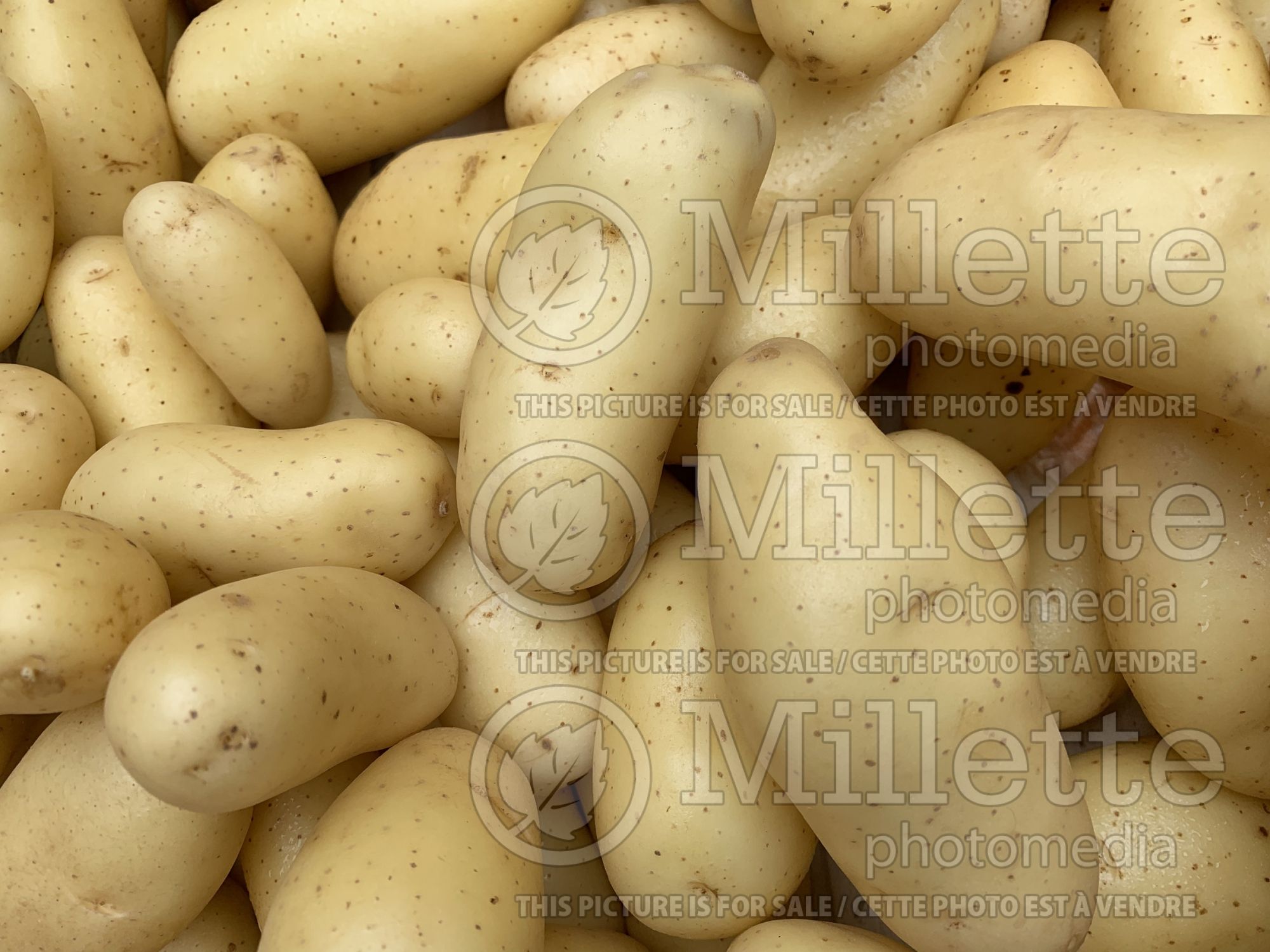 Solanum Amandine (Potato vegetable) 2