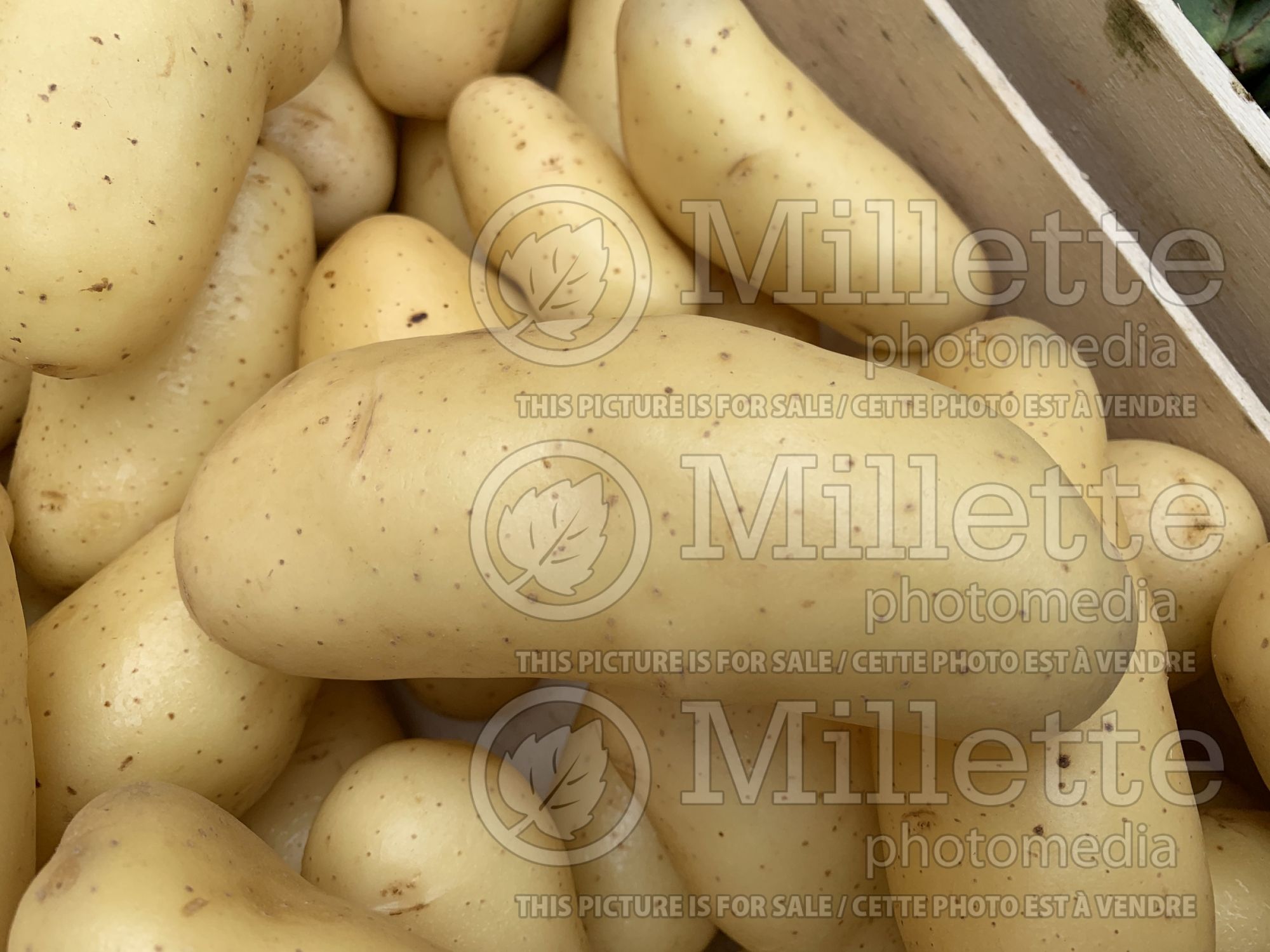 Solanum Amandine (Potato vegetable) 3