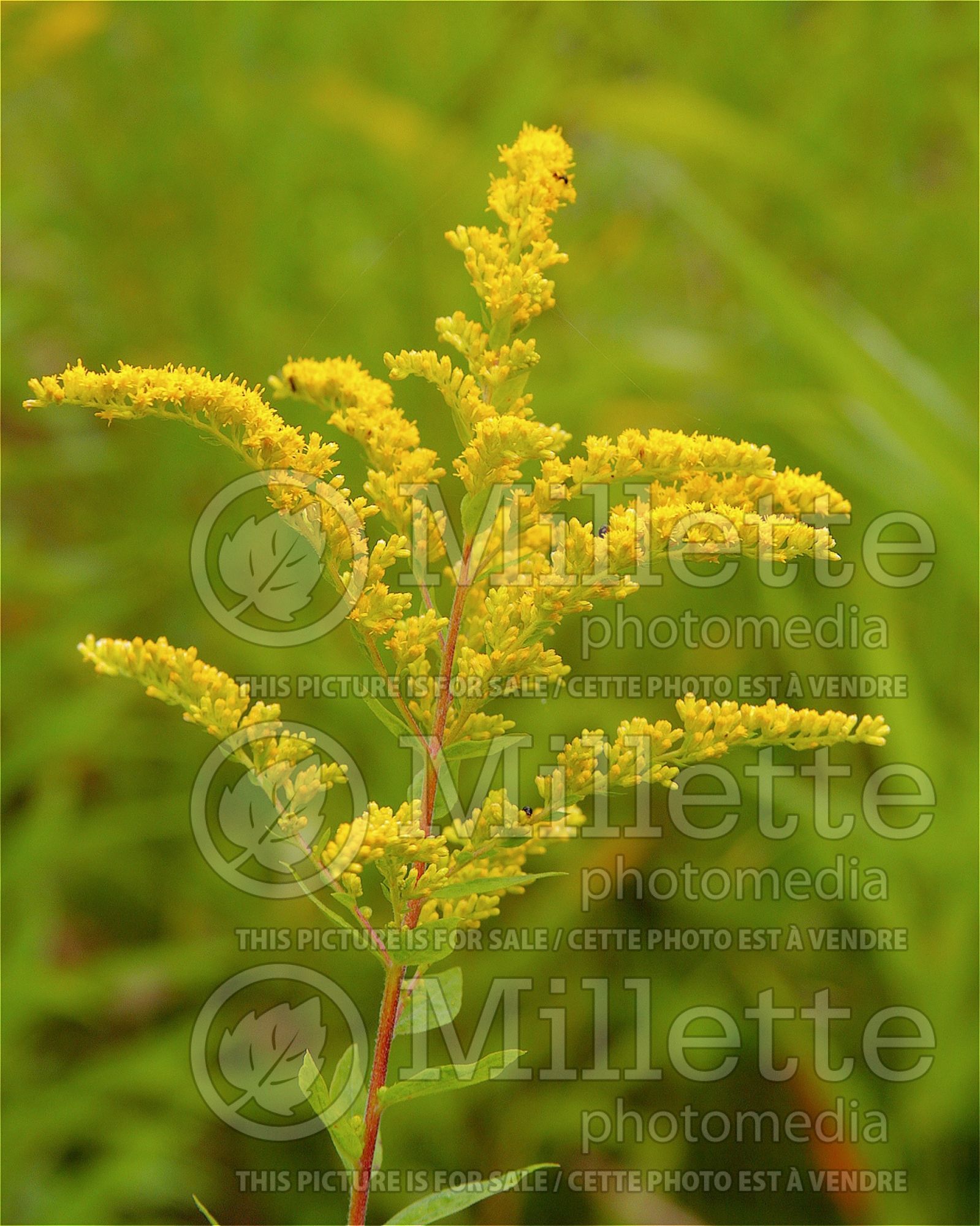Solidago speciosa (Goldenrod) 7