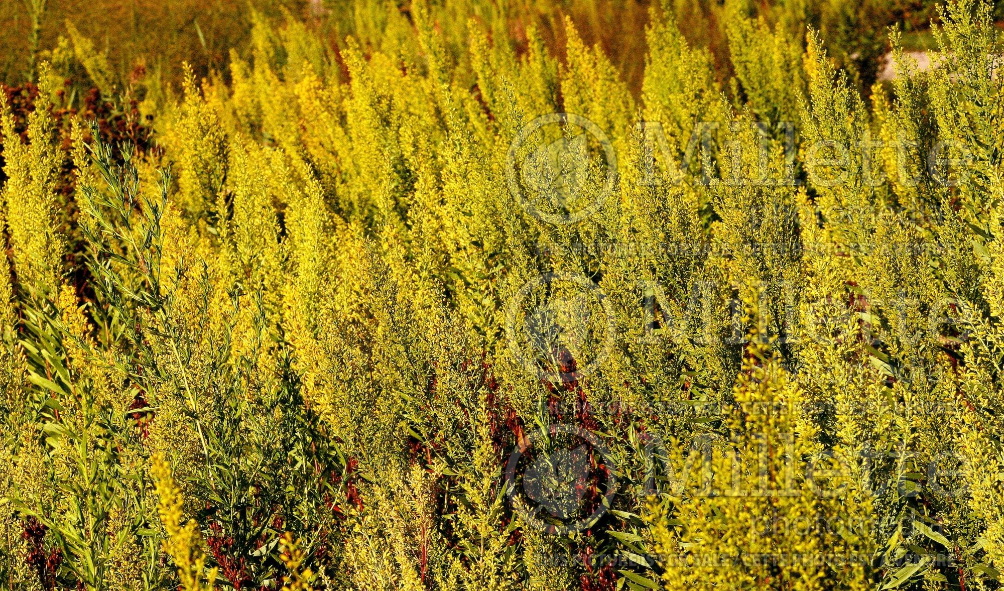 Solidago speciosa (Goldenrod) 5