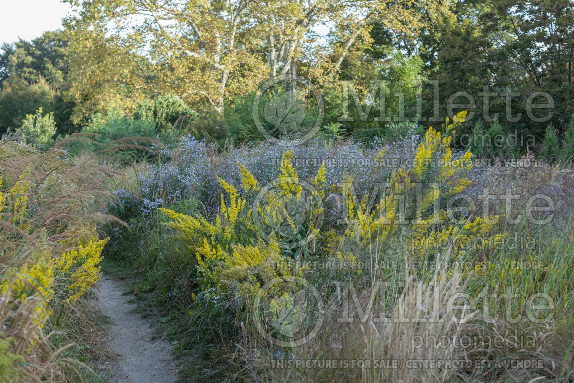 Solidago speciosa (Goldenrod) 4