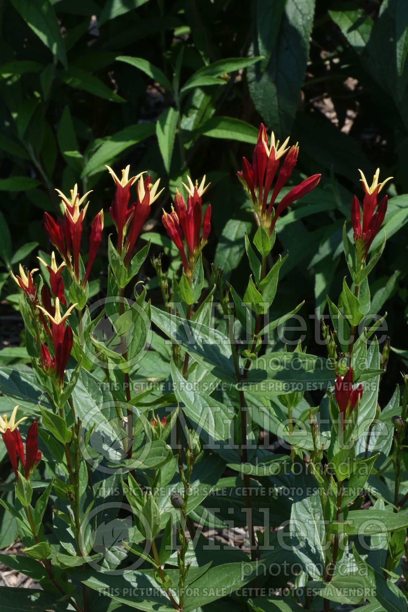 Spigelia Little Redhead (Indian pink Woodland pinkroot) 2
