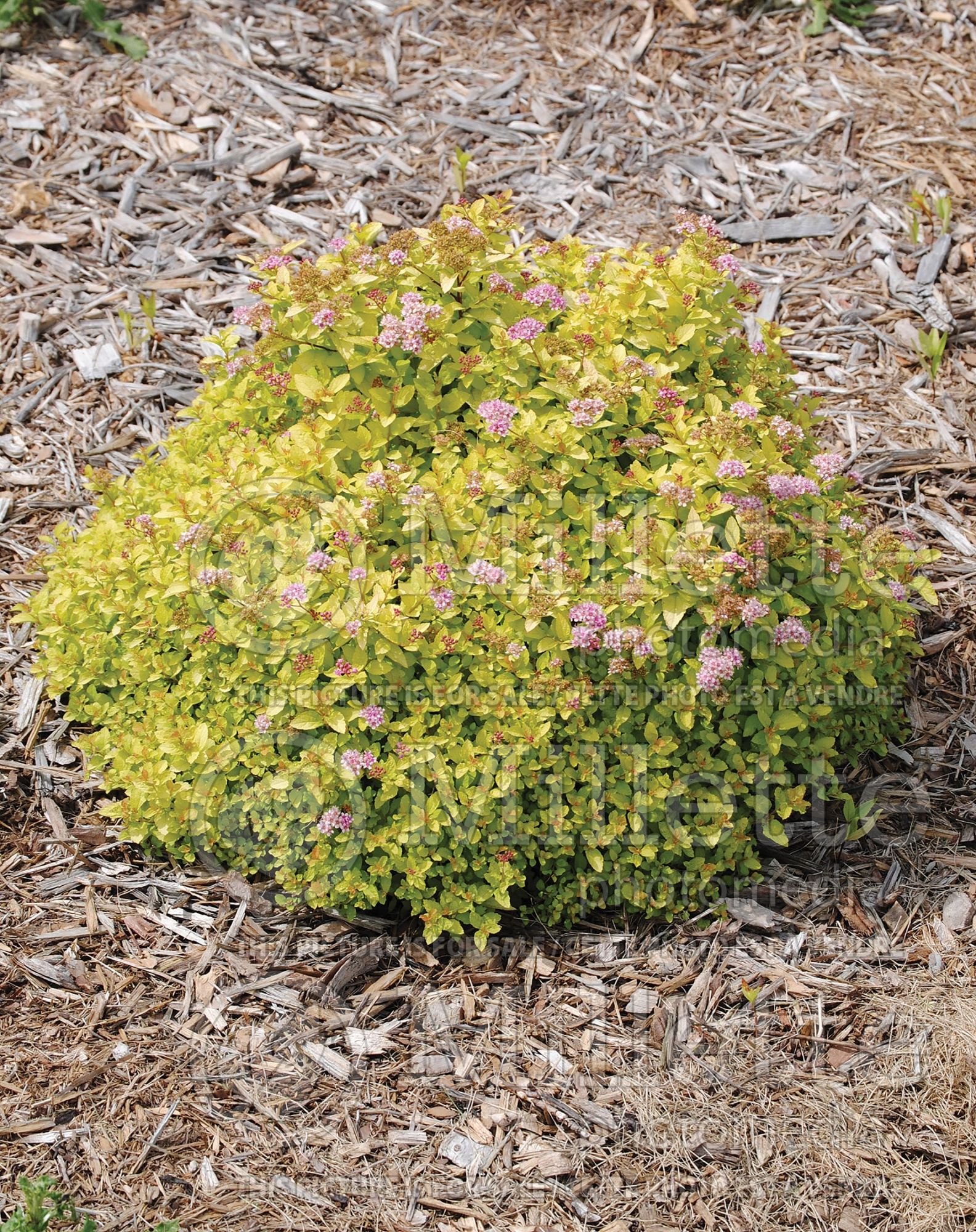 Spiraea First Editions Sundrop (Spirea) 1