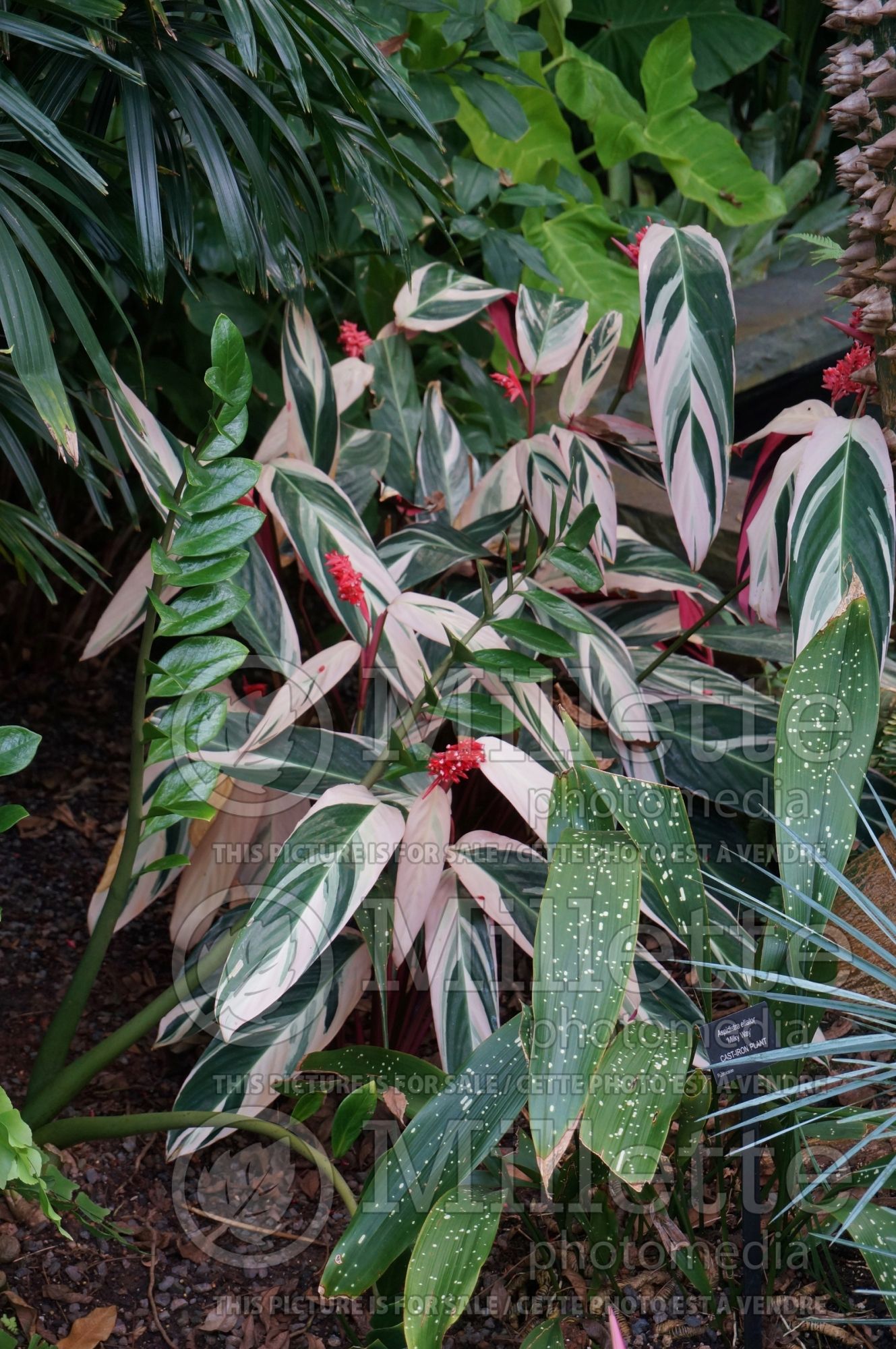 Stromanthe Triostar aka Tricolor (Never-never Plant) 4