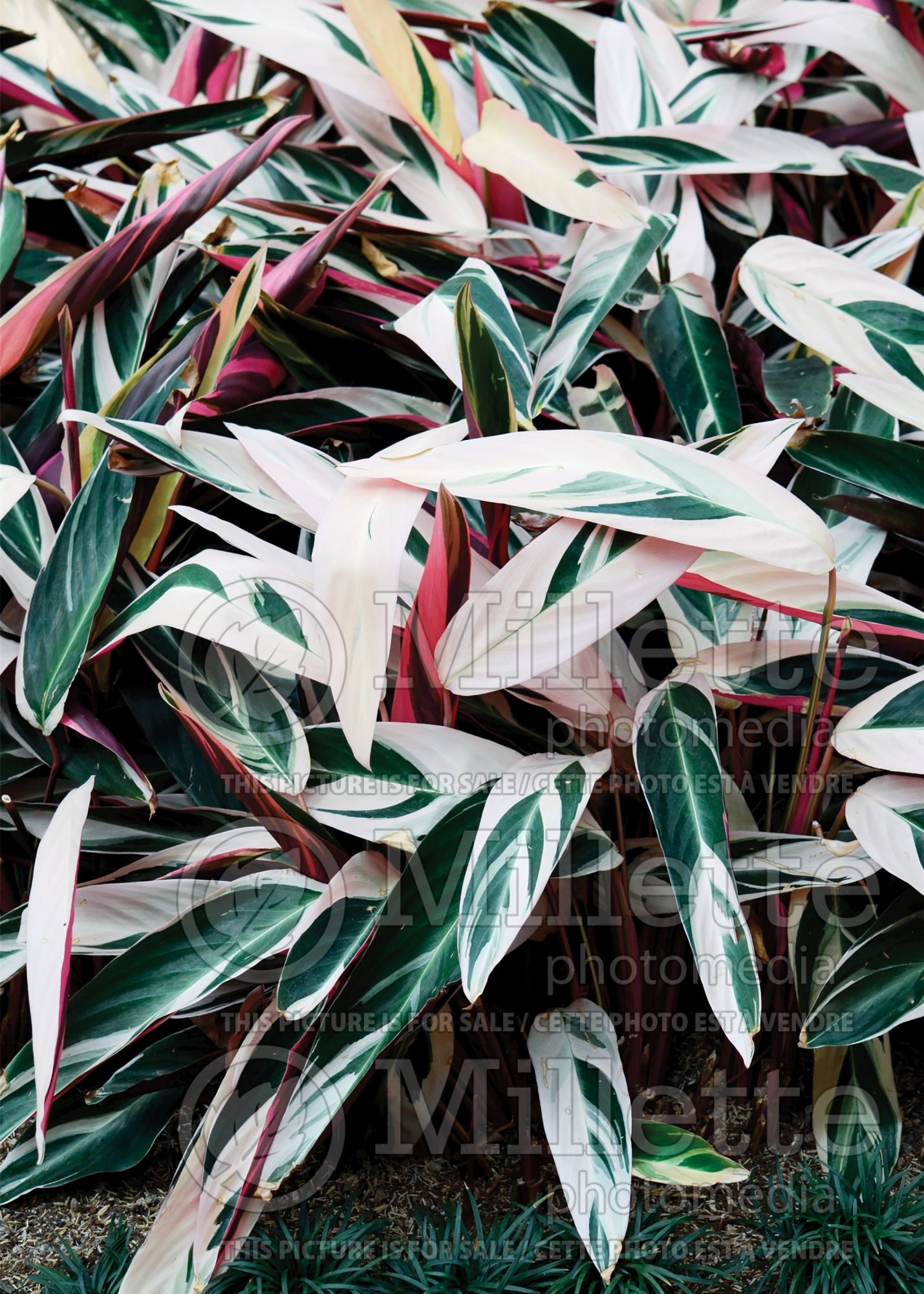 Stromanthe Triostar aka Tricolor (Never-never Plant) 6