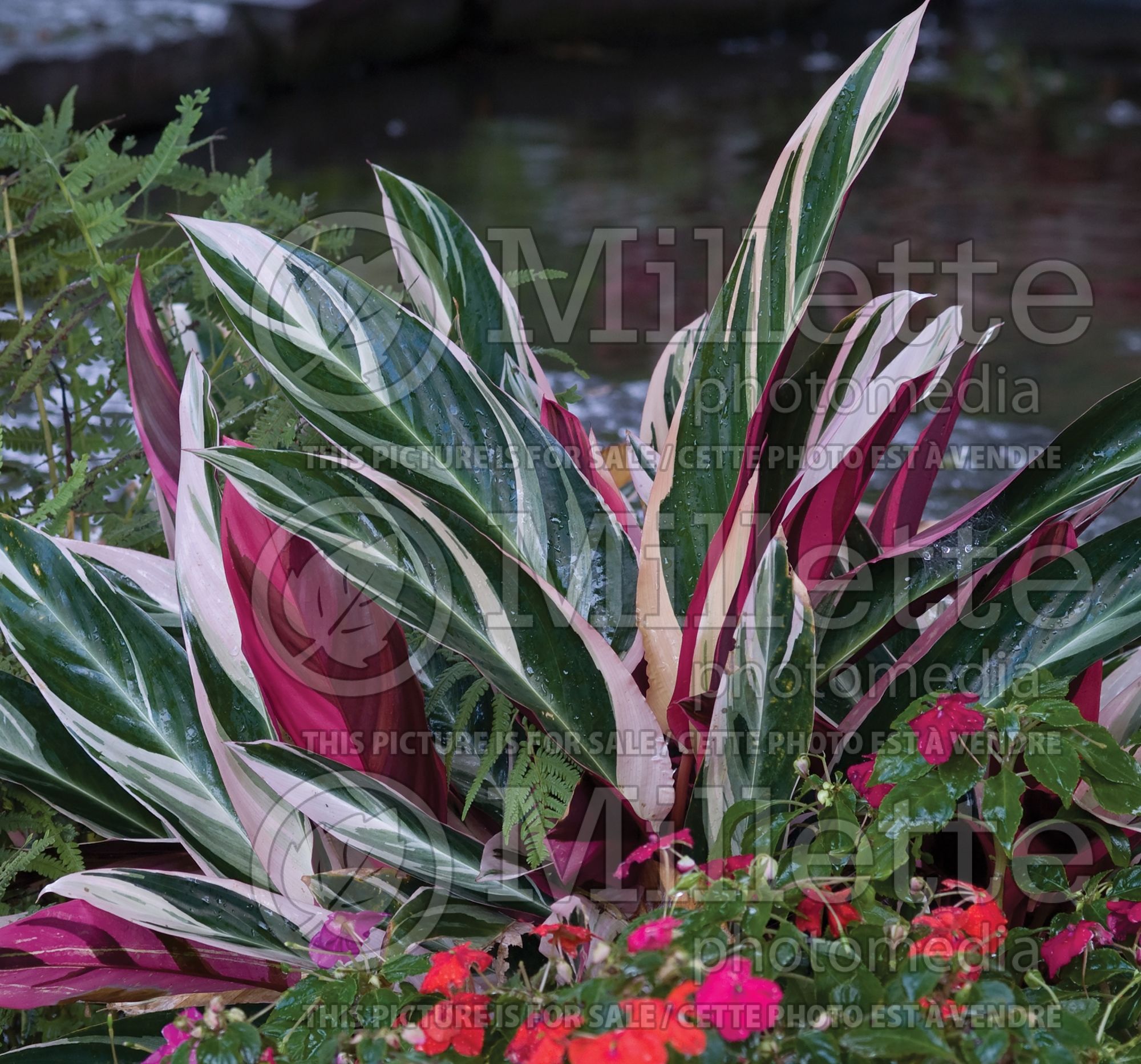 Stromanthe Triostar aka Tricolor (Never-never Plant) 5