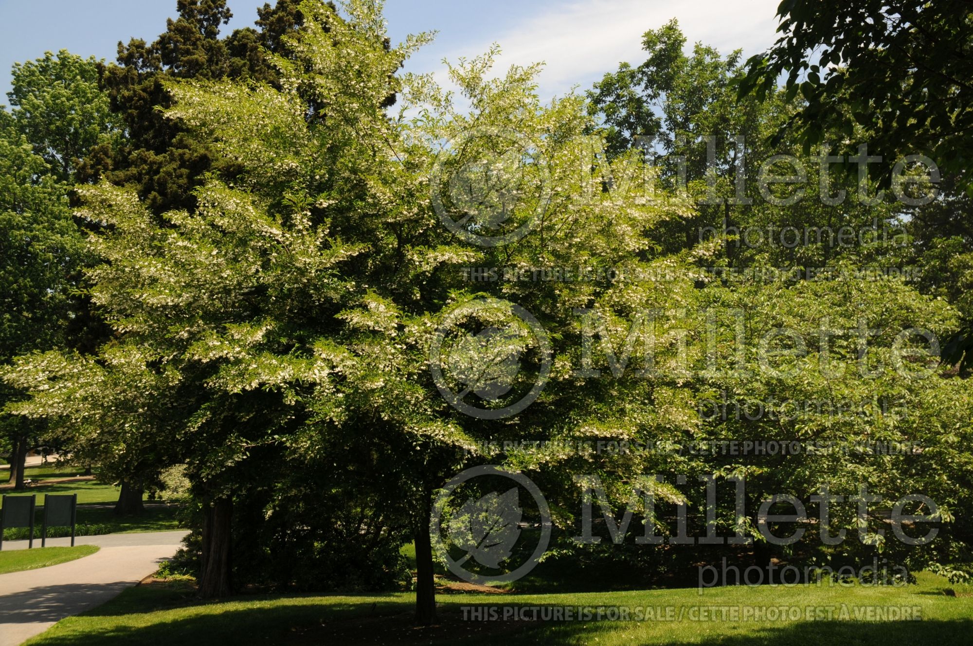 Styrax japonicus (Japanese snowbell) 2