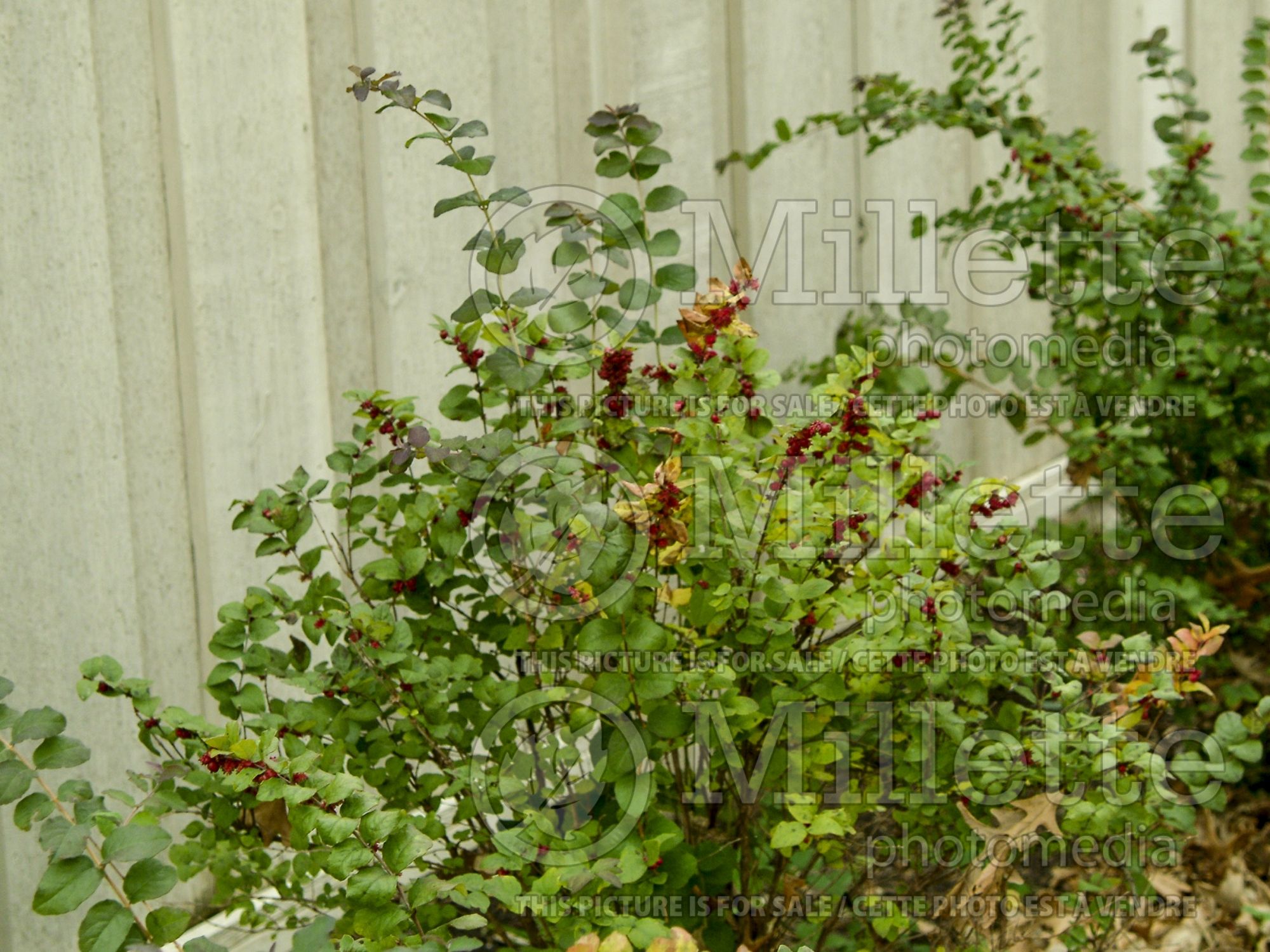 Symphoricarpos Magic Berry (Snowberry) 3