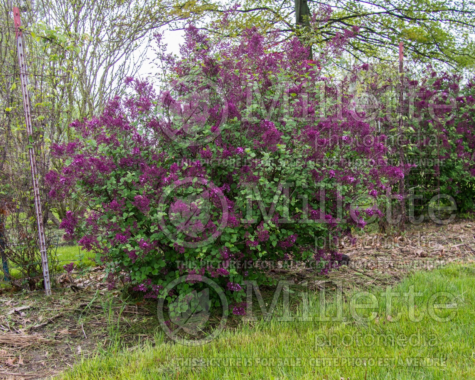 Syringa Bloomerang Dark Purple (Lilac) 2