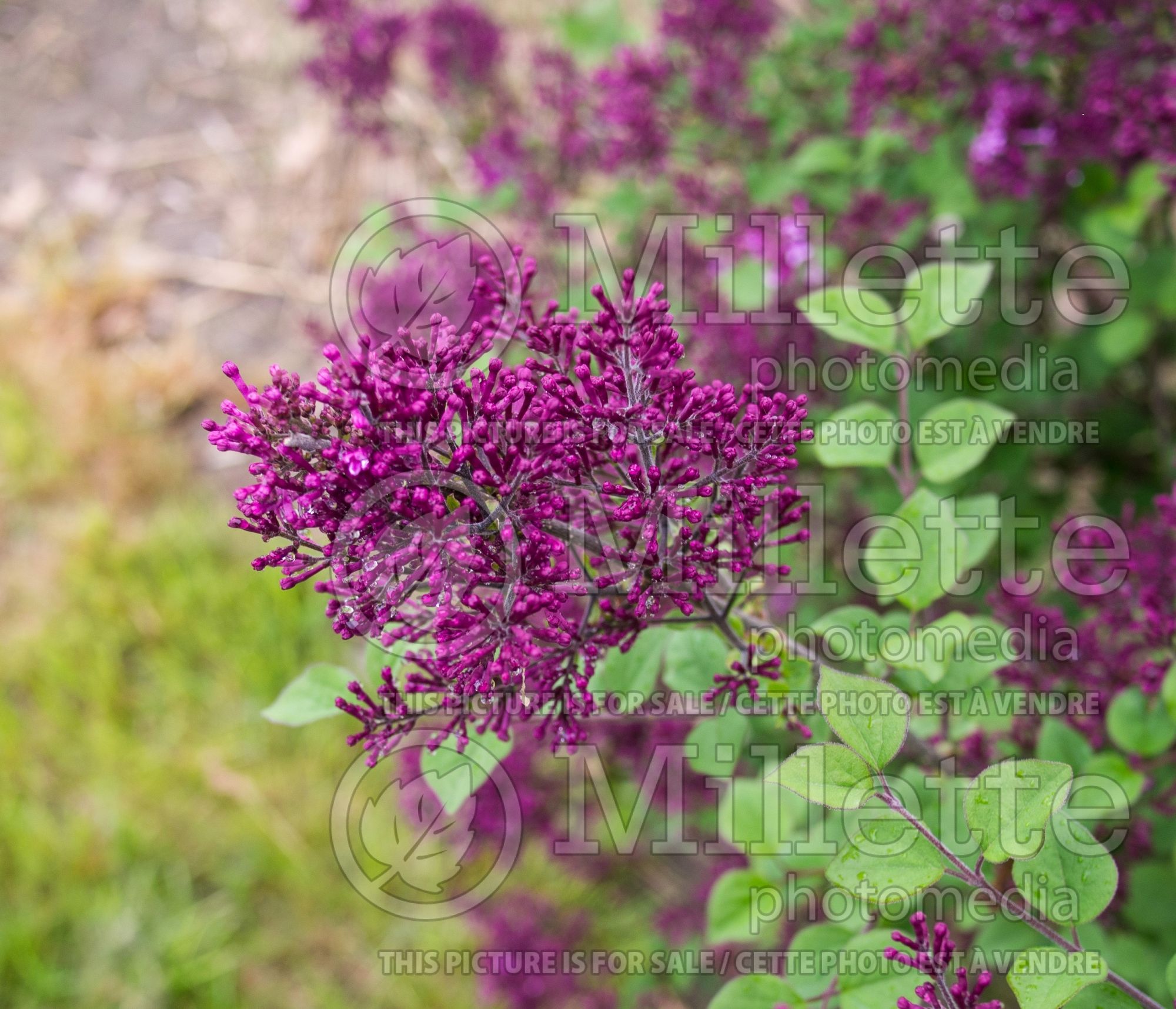 Syringa Bloomerang Dark Purple (Lilac) 3