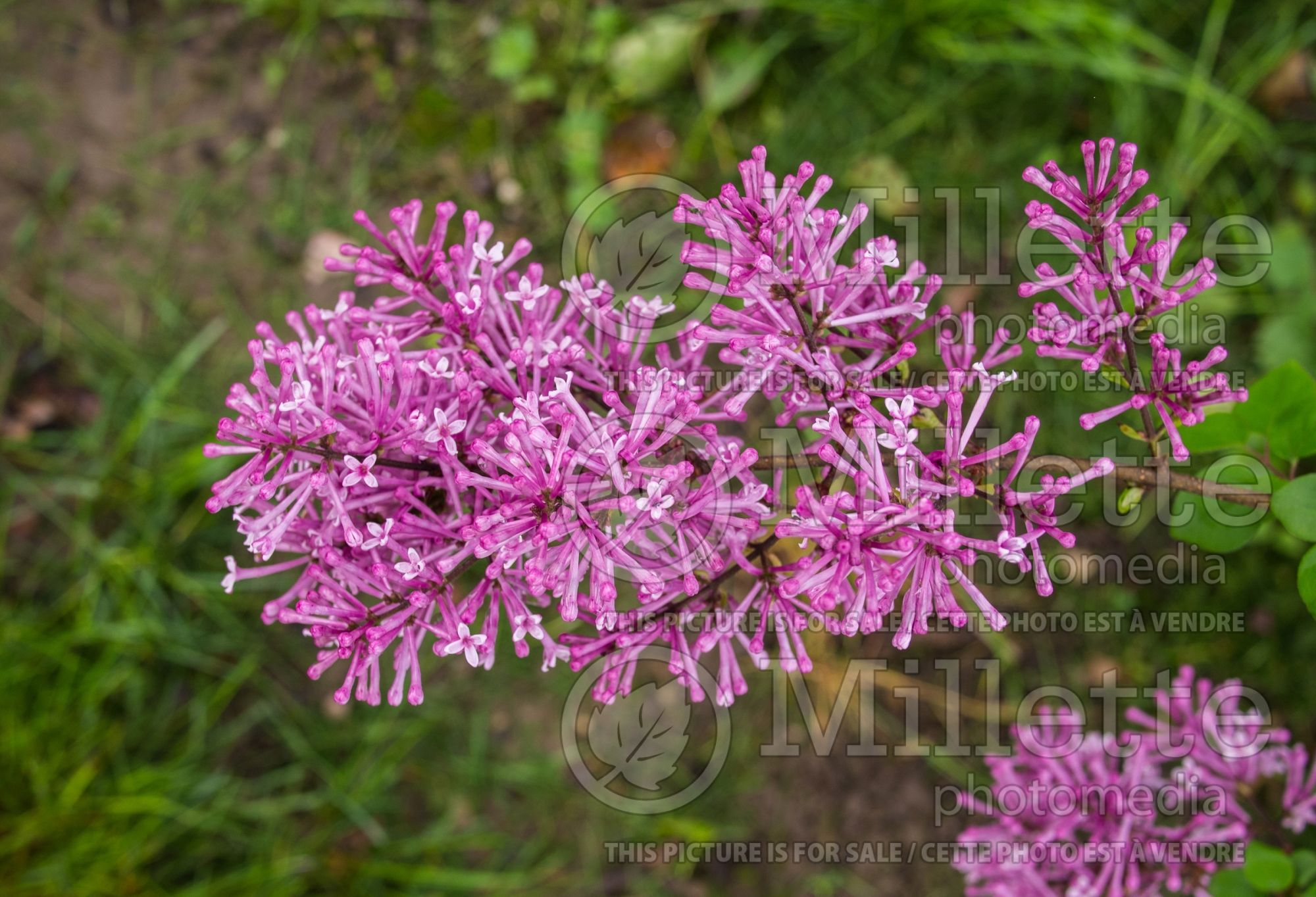 Syringa Bloomerang Purple (Lilac) 4
