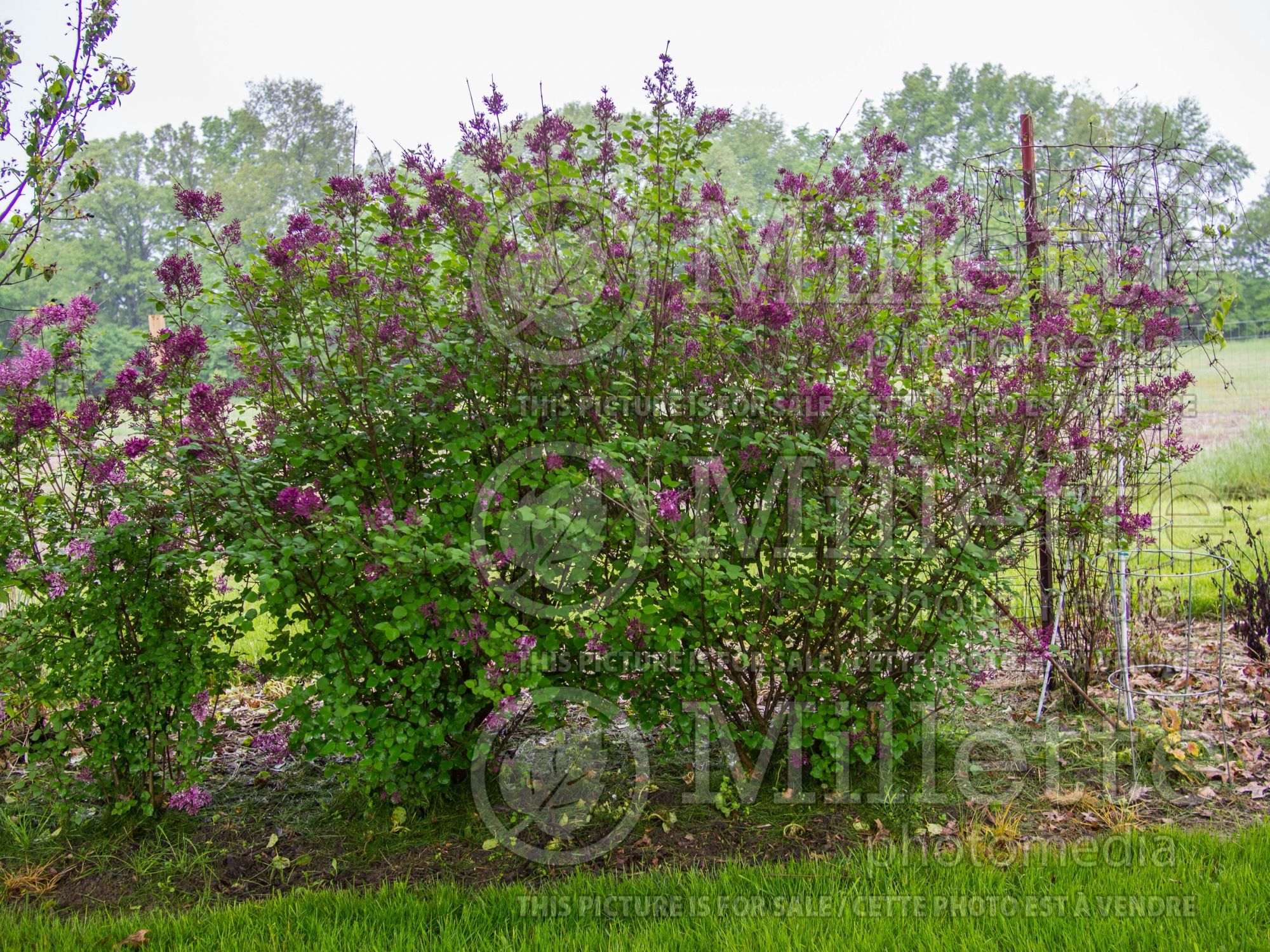 Syringa Bloomerang Purple (Lilac) 5