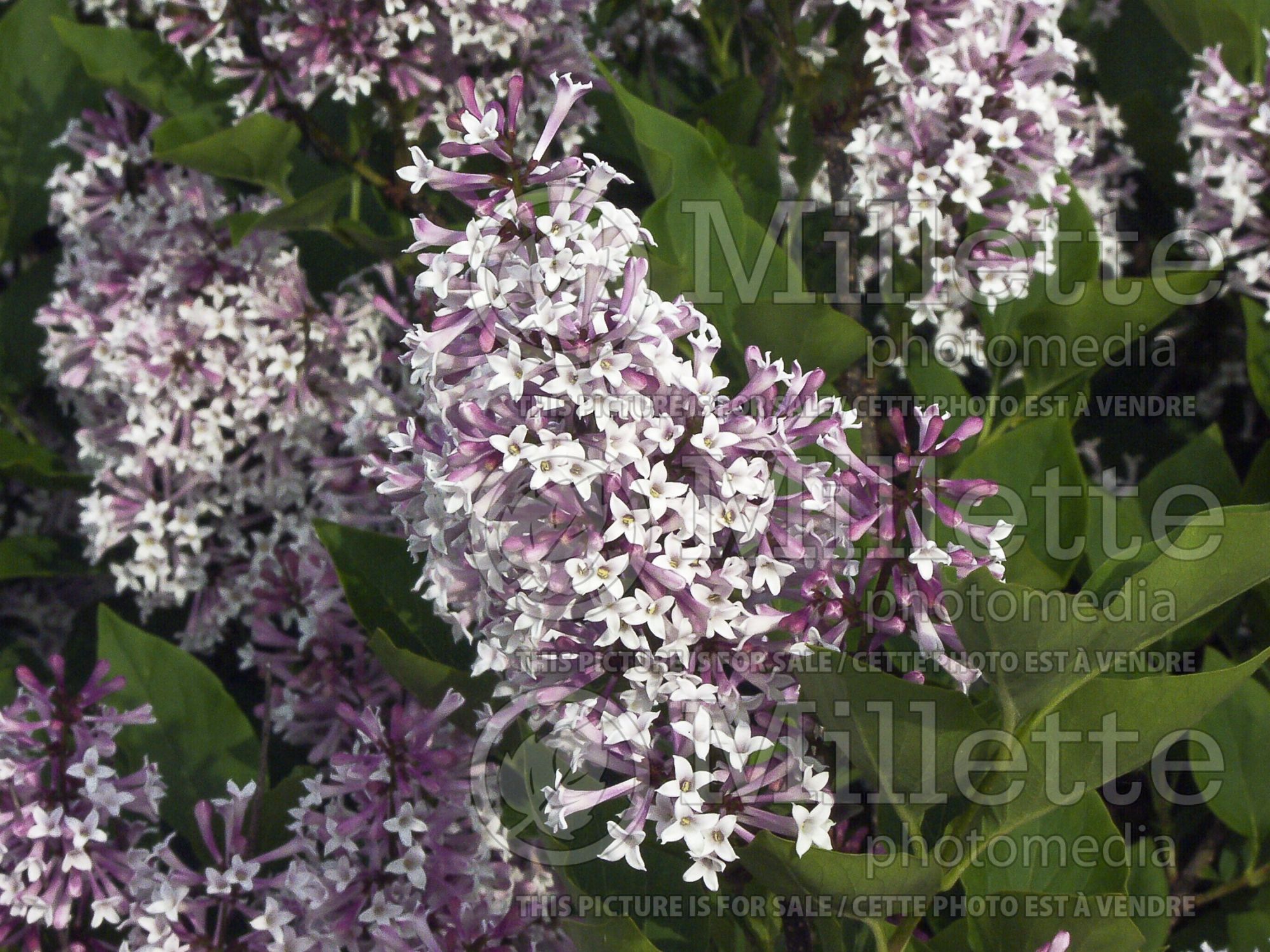 Syringa Miss Kim (Korean Lilac) 13