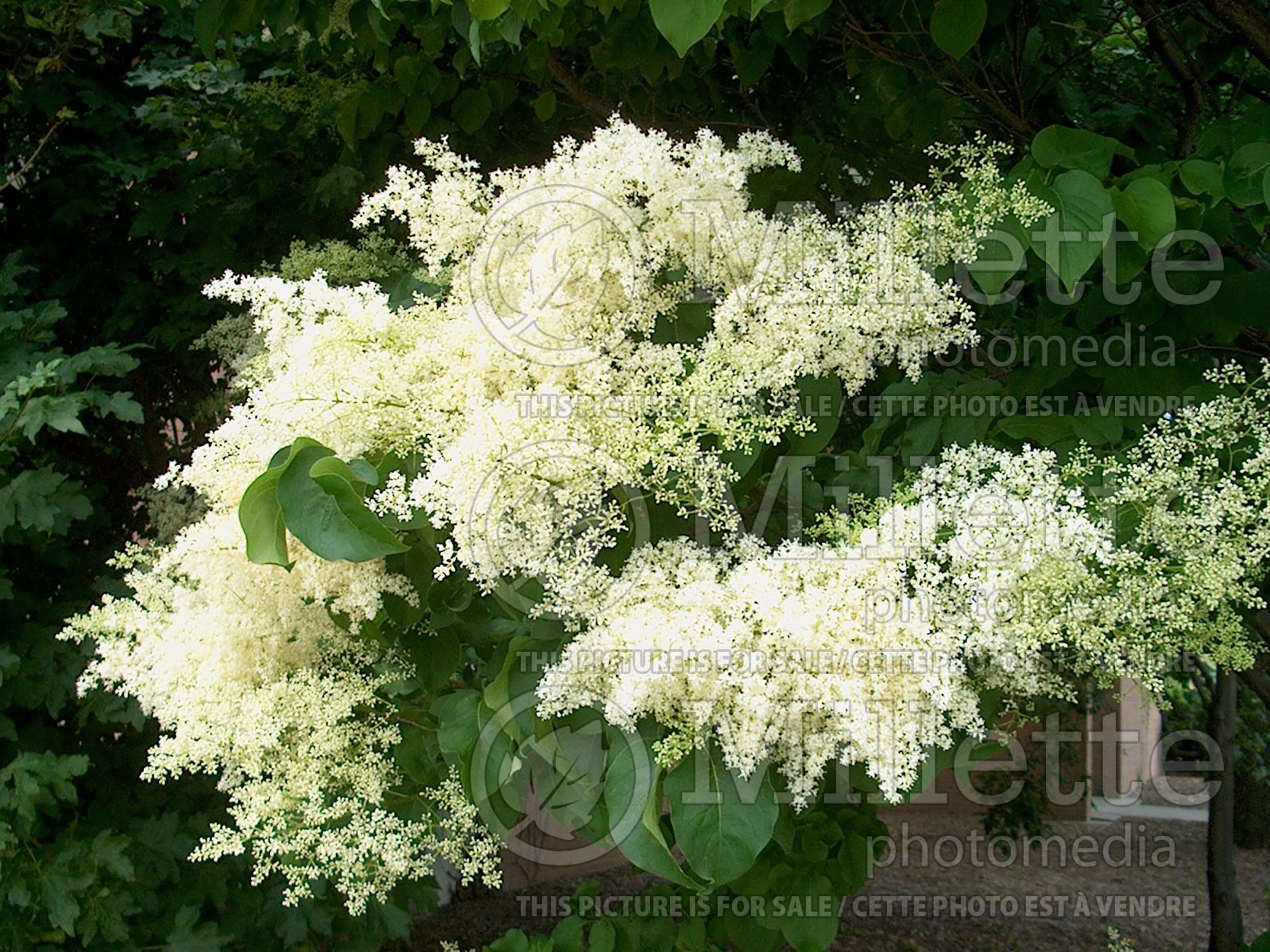 Syringa reticulata (Japanese lilac) 7