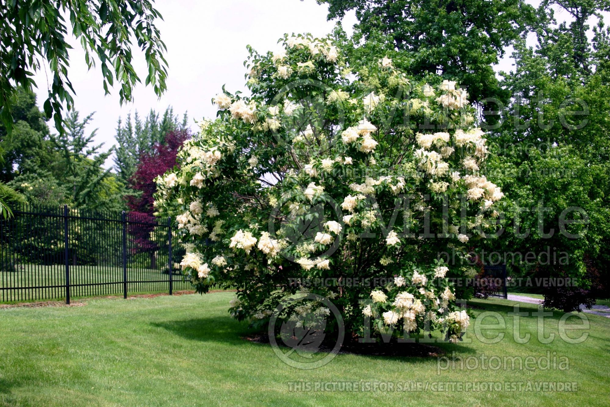 Syringa reticulata (Japanese lilac) 5