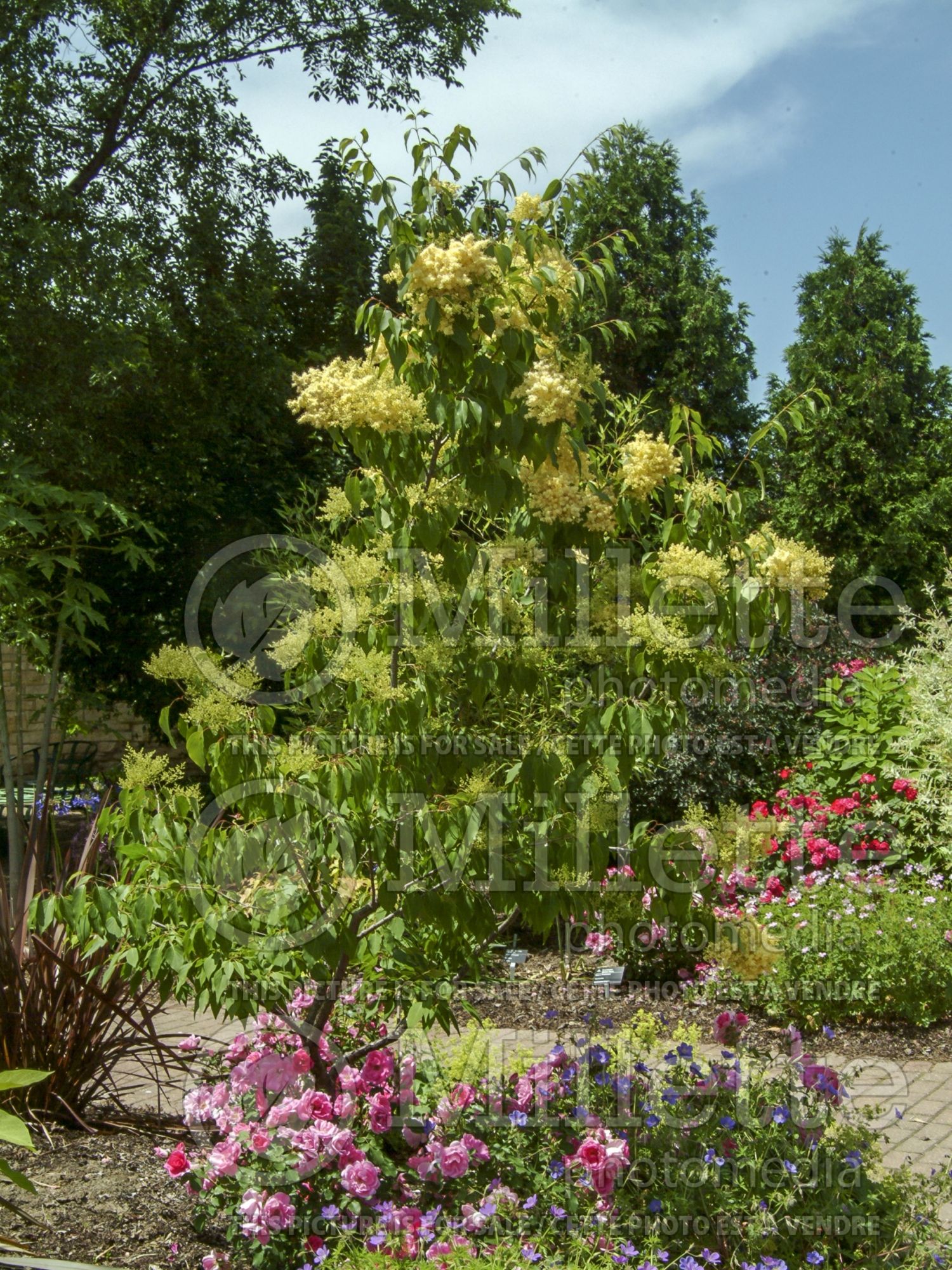 Syringa Beijing Gold aka Zhang Zhiming (lilac) 1