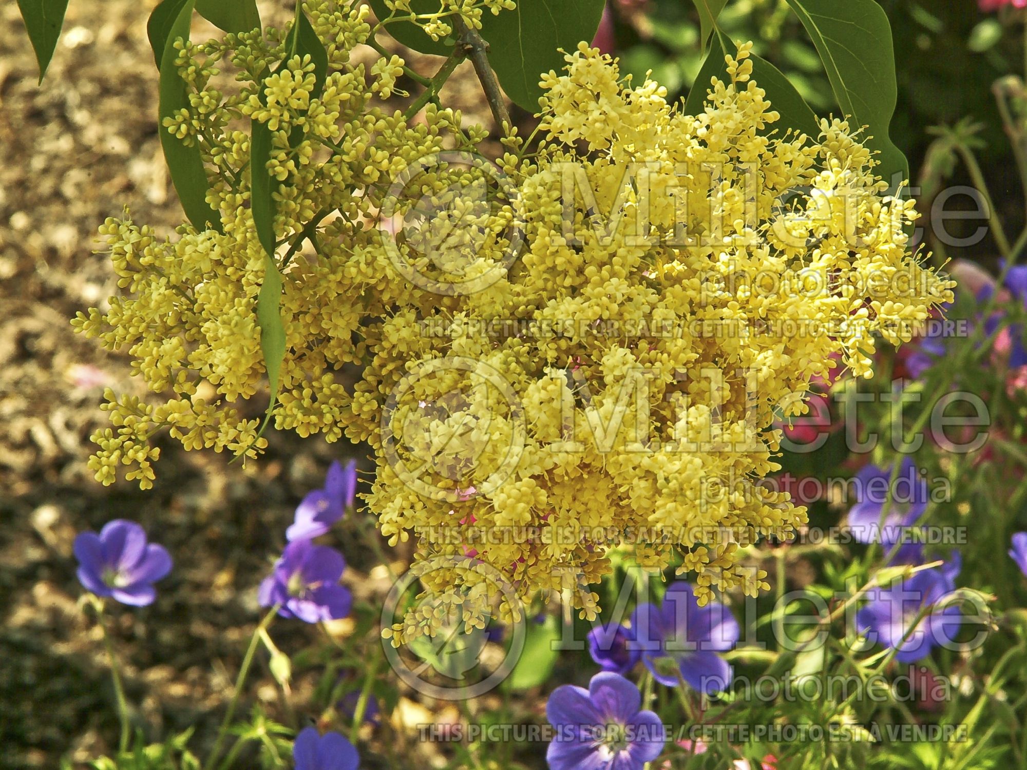 Syringa Beijing Gold aka Zhang Zhiming (lilac) 3