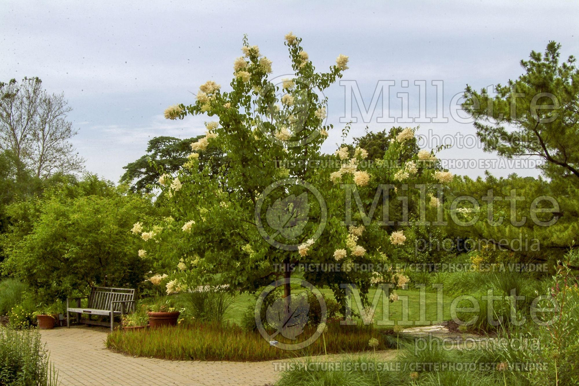 Syringa Beijing Gold aka Zhang Zhiming (lilac) 4