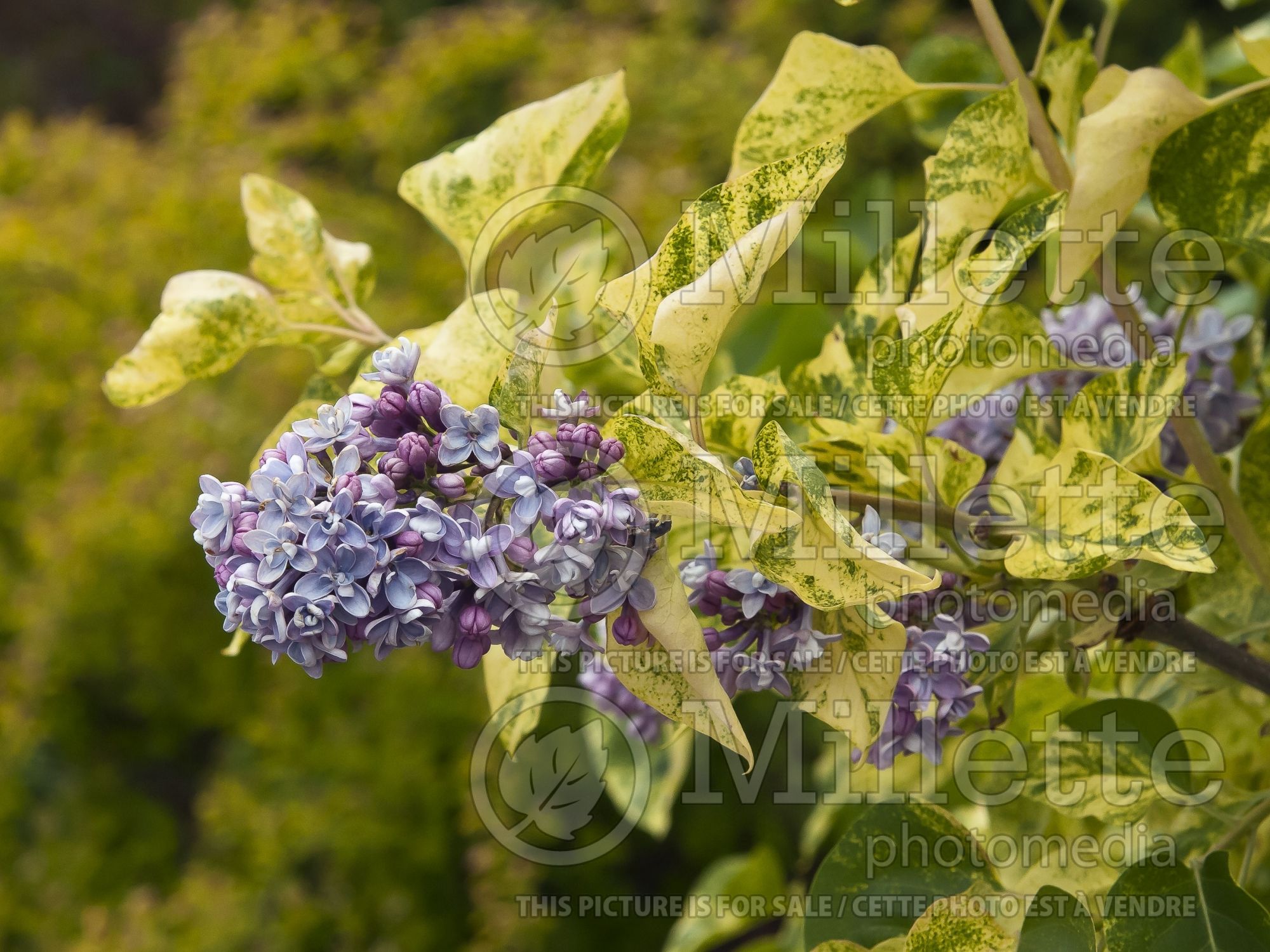 Syringa Aucubaefolia (French Lilac) 5