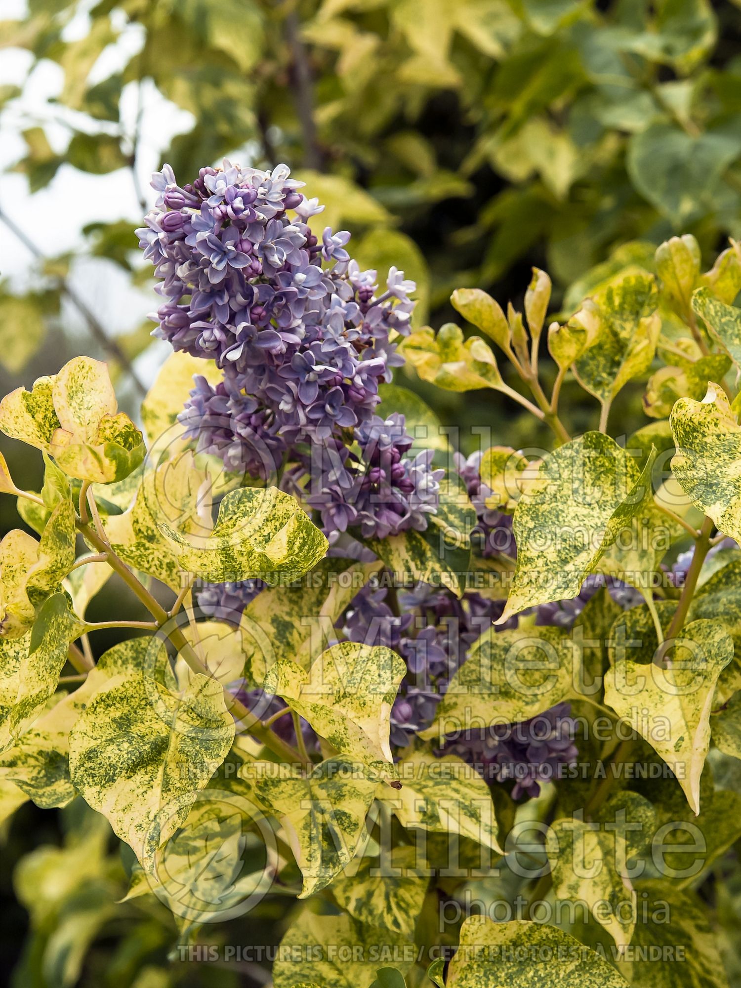 Syringa Aucubaefolia (French Lilac) 6