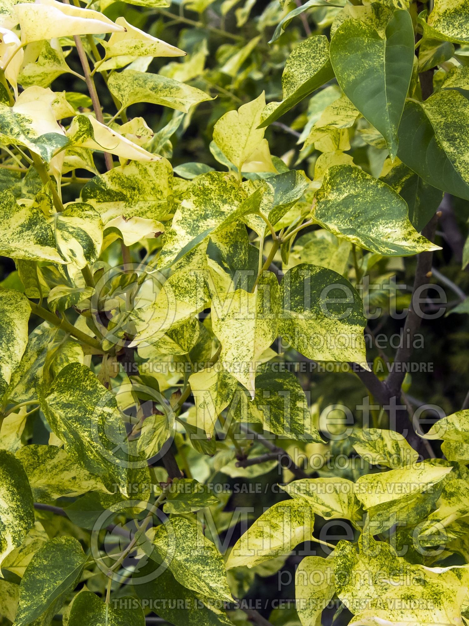 Syringa Aucubaefolia (French Lilac) 7
