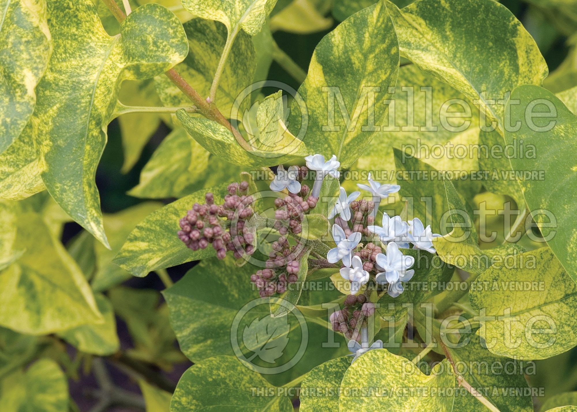 Syringa Aucubaefolia (French Lilac) 21