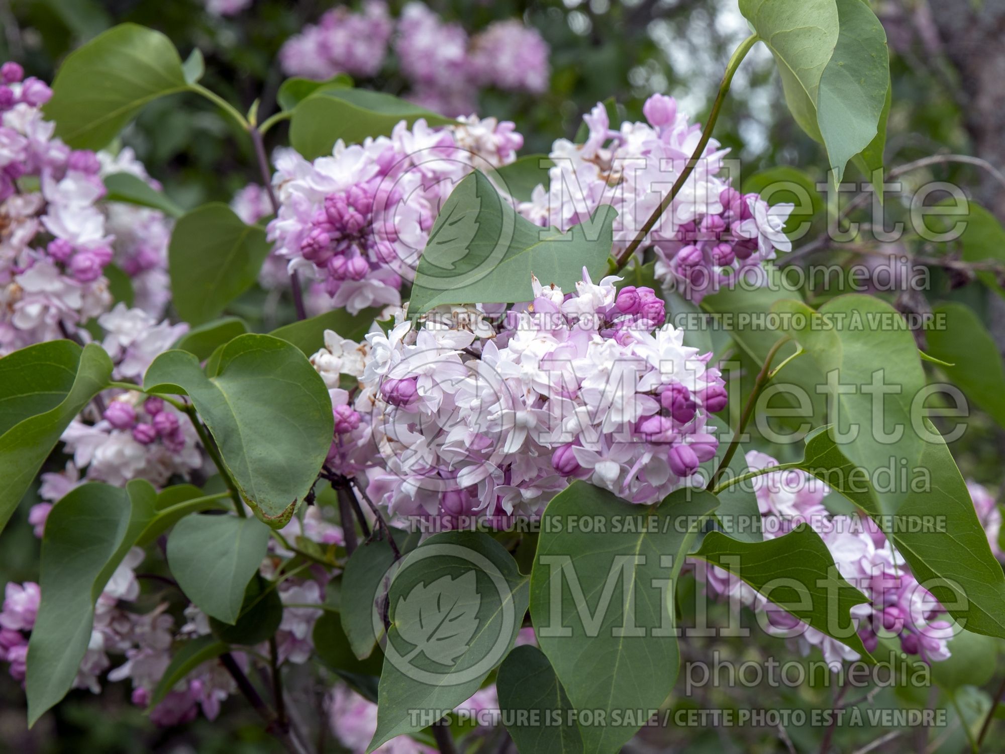 Syringa Sweetheart (French Lilac) 3