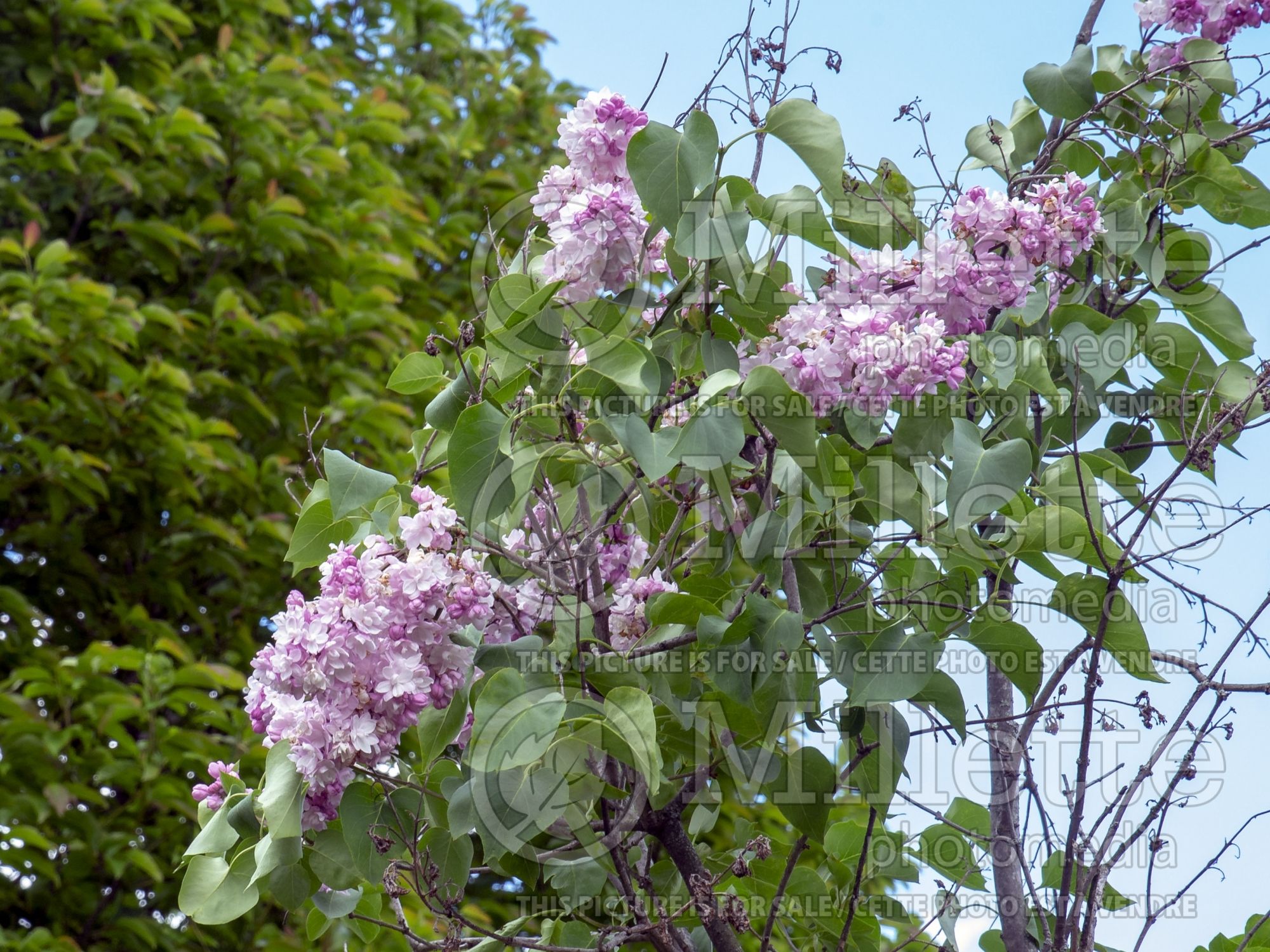 Syringa Sweetheart (French Lilac) 4