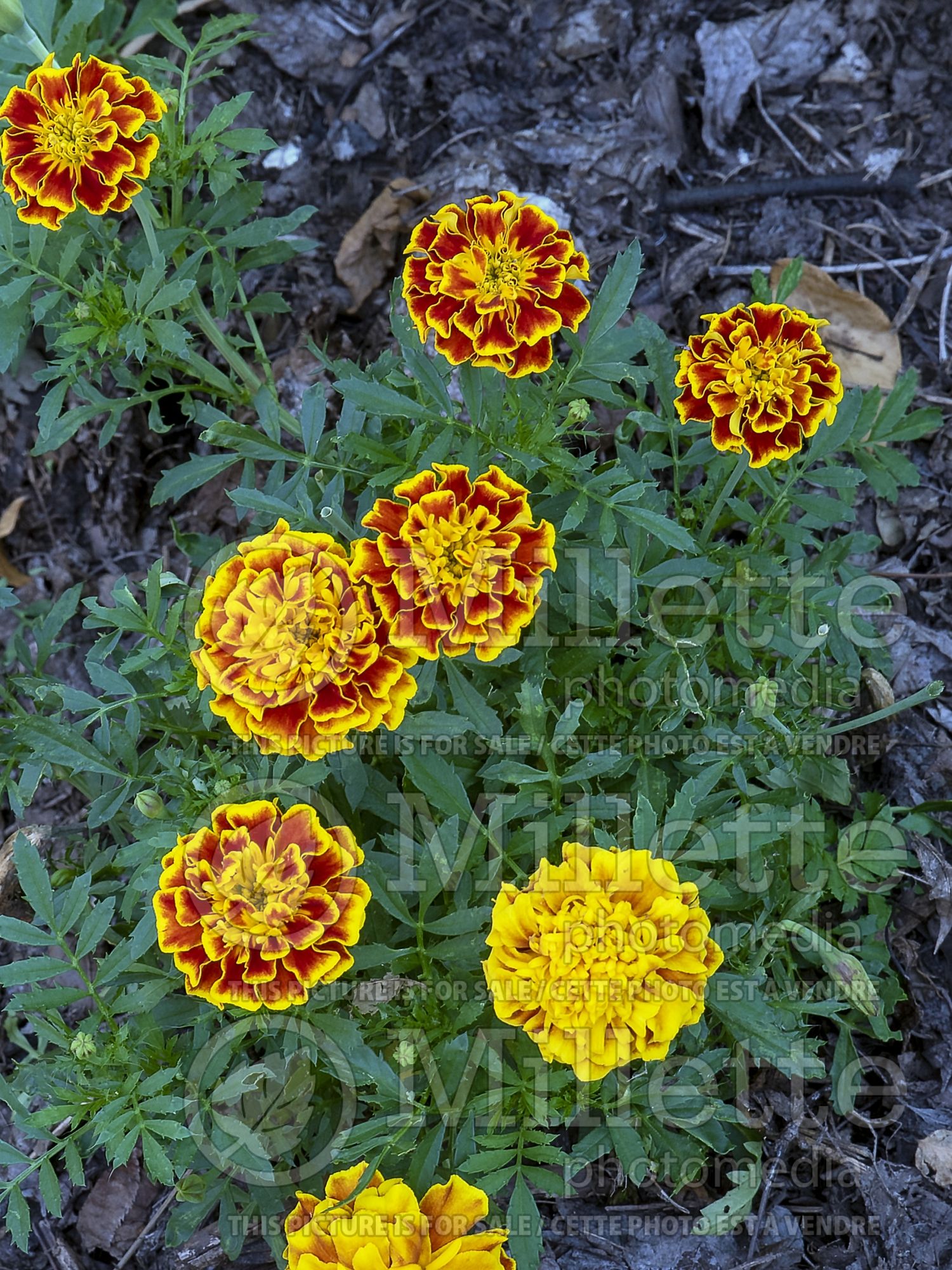Tagetes Bonanza Bee (Marigold) 1