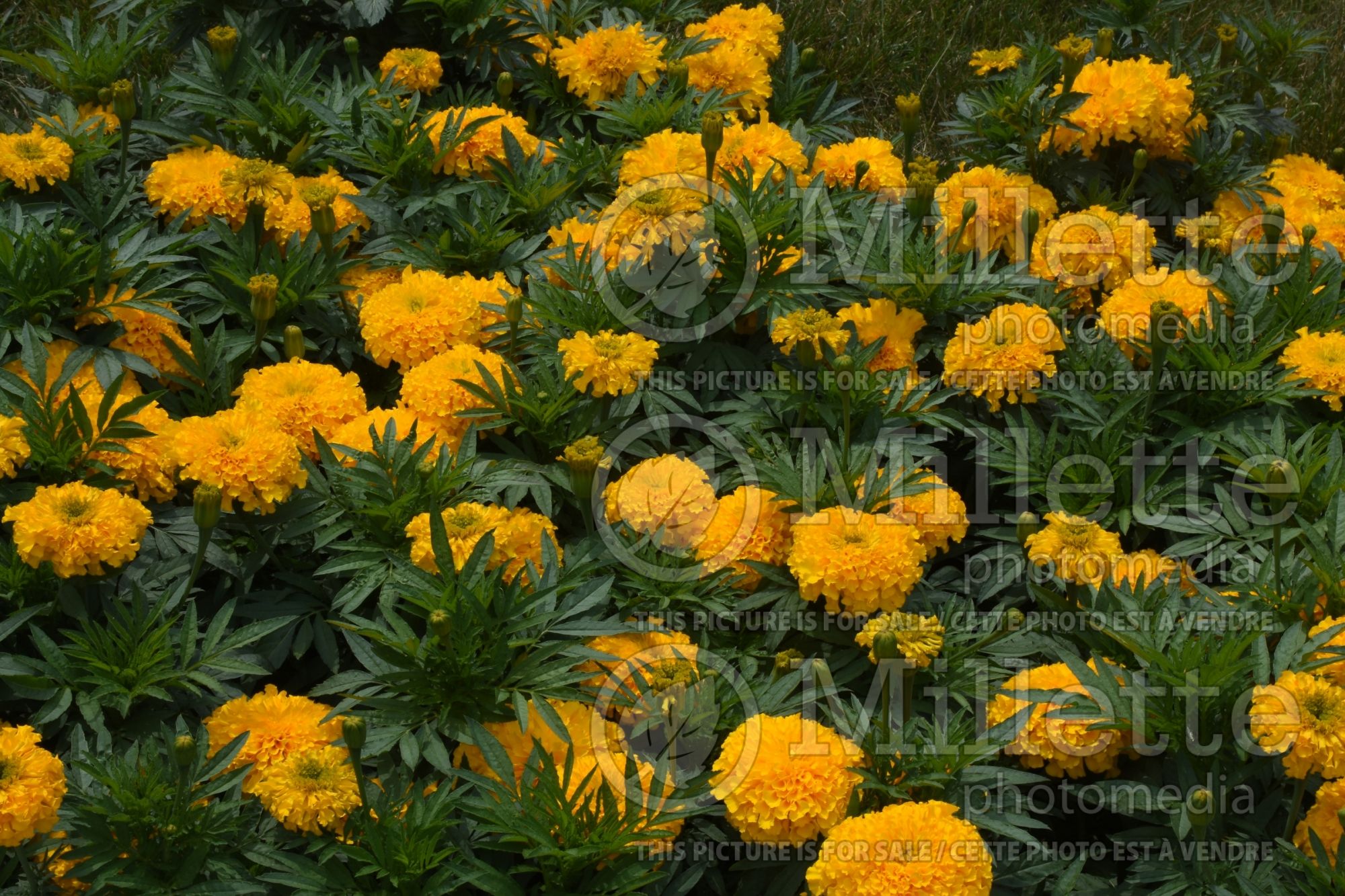 Tagetes Big Duck Gold (Marigold) 1