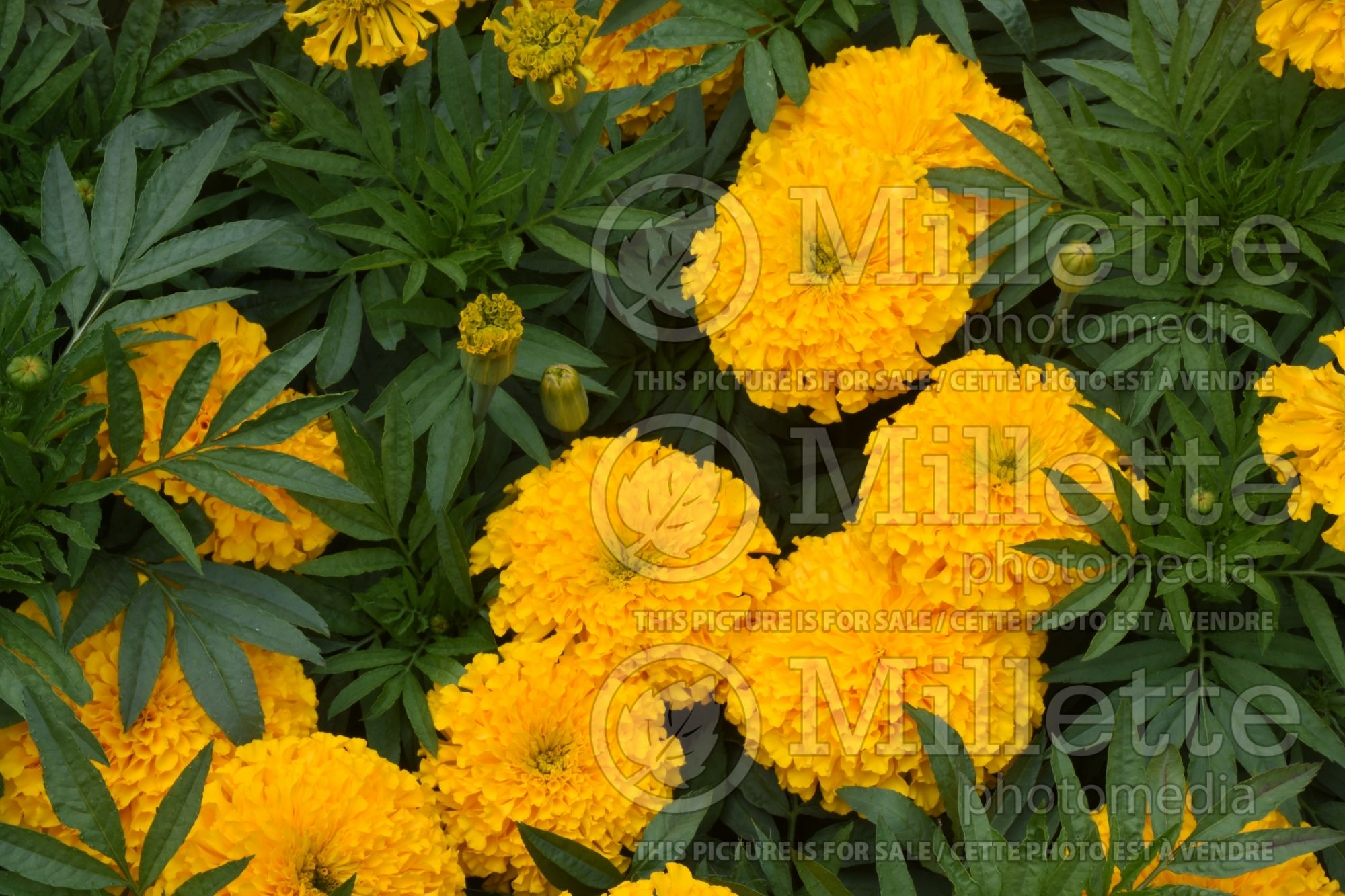 Tagetes Big Duck Gold (Marigold) 2