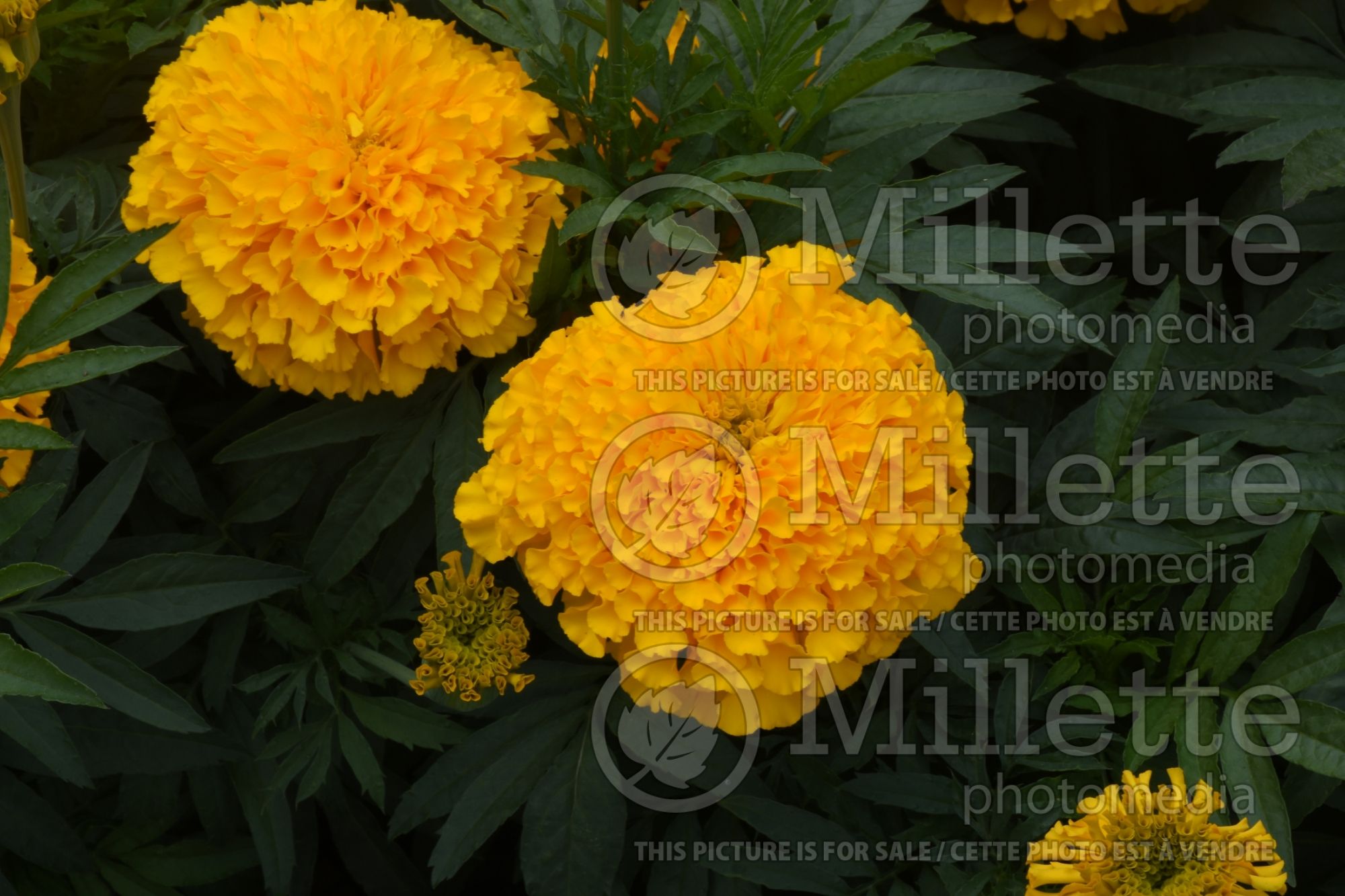 Tagetes Big Duck Gold (Marigold) 3