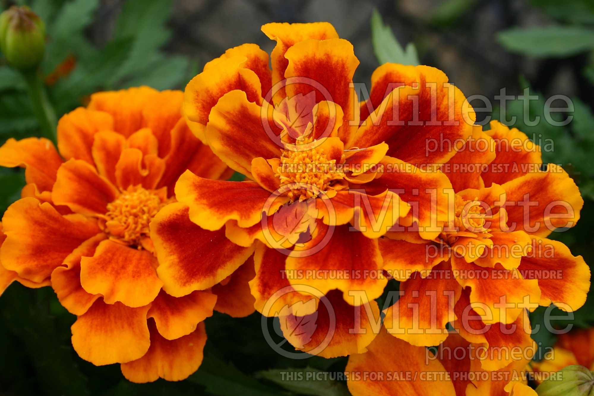 Tagetes Durango Flame (Marigold) 1