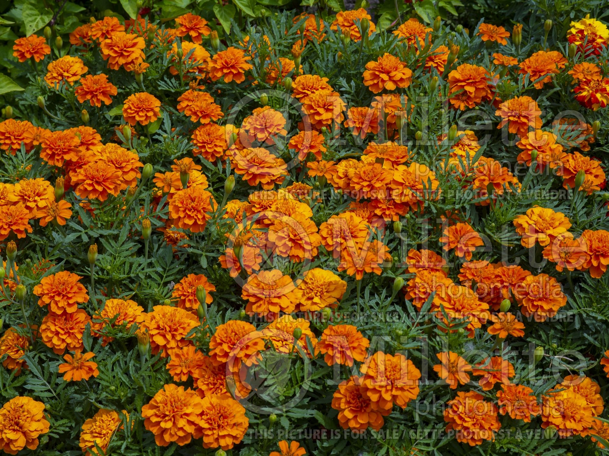 Tagetes Bonanza Deep Orange (Marigold) 1
