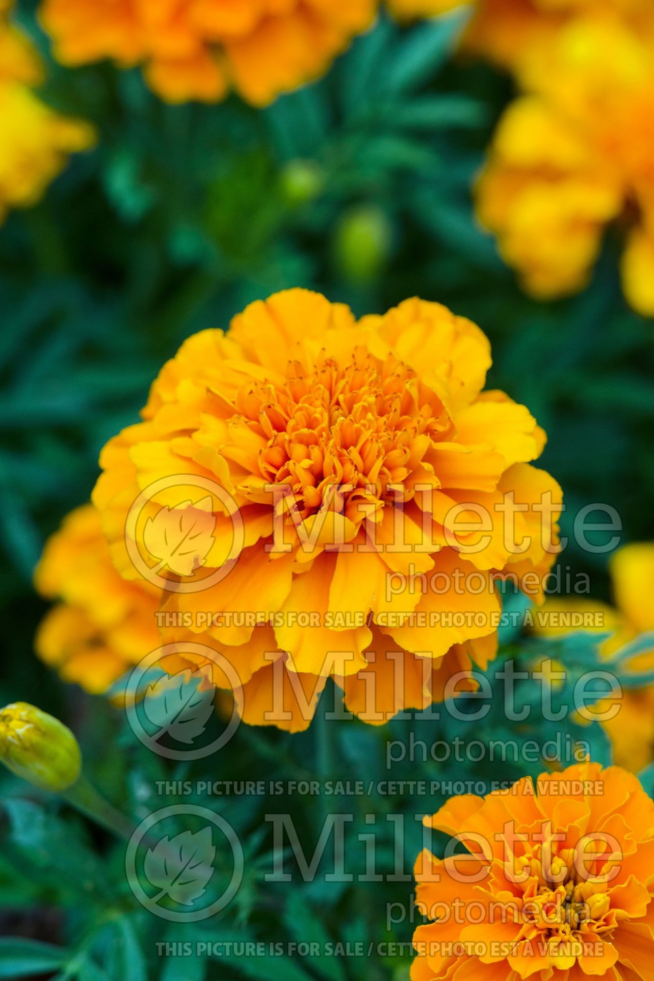 Tagetes Cresta Deep Orange (Marigold) 1
