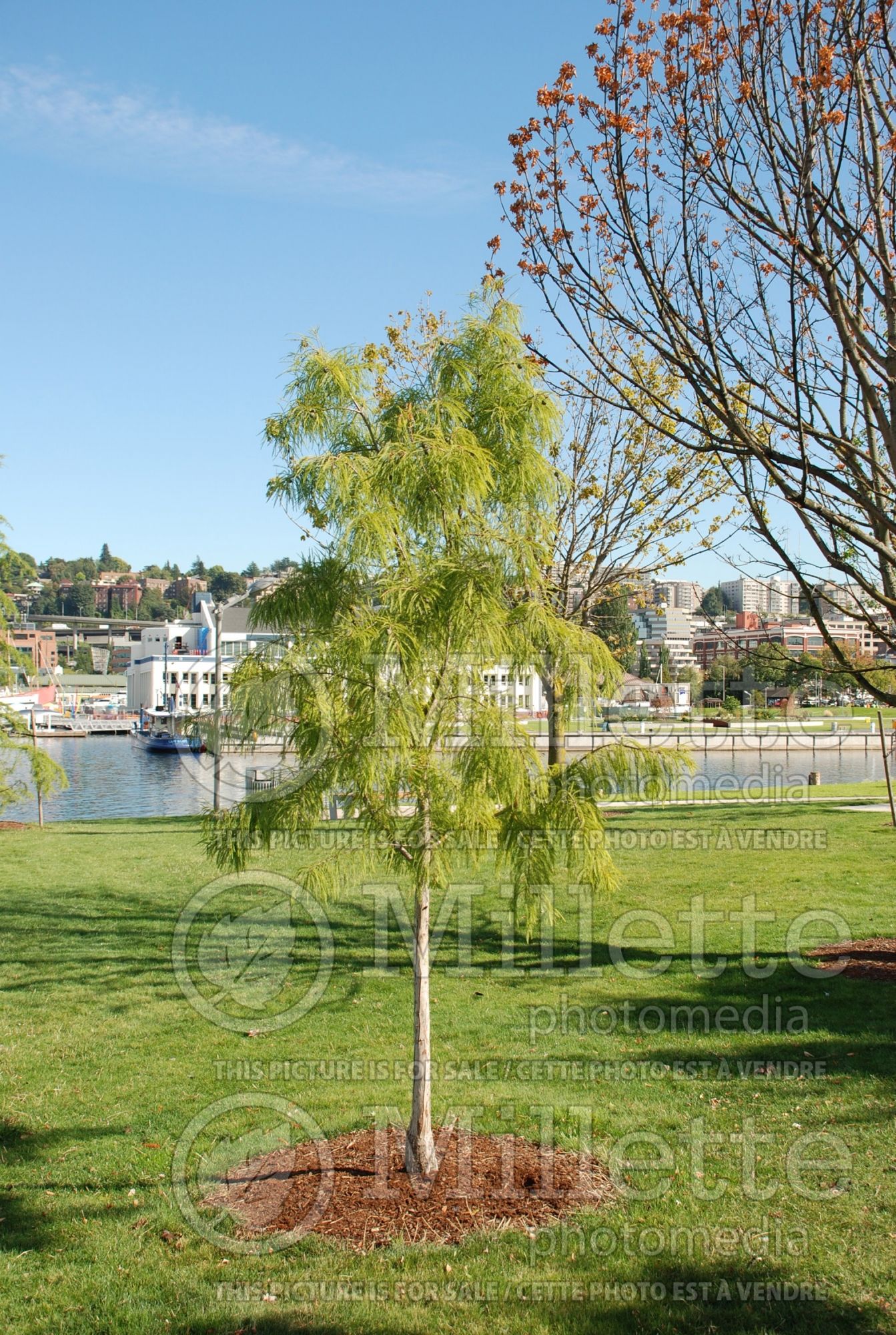 Taxodium Shawnee Brave aka Mickelson (Bald Cypress conifer) 5