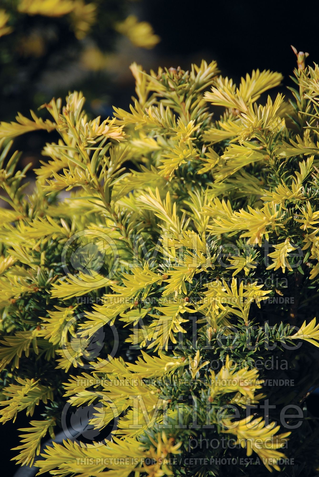 Taxus Sunburst (English Yew conifer) 2