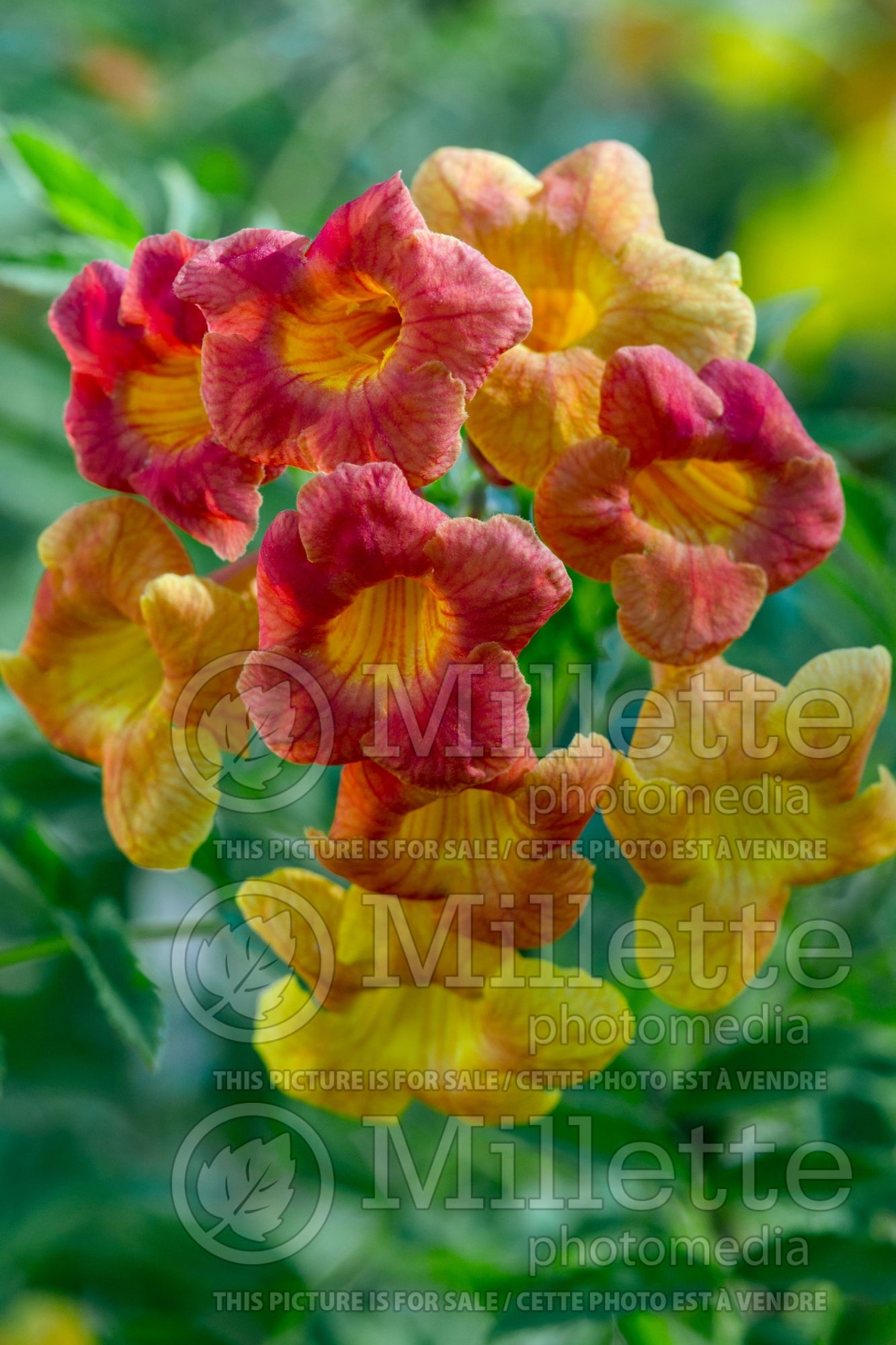 Tecoma Bells of Fire (Yellow bells) 2