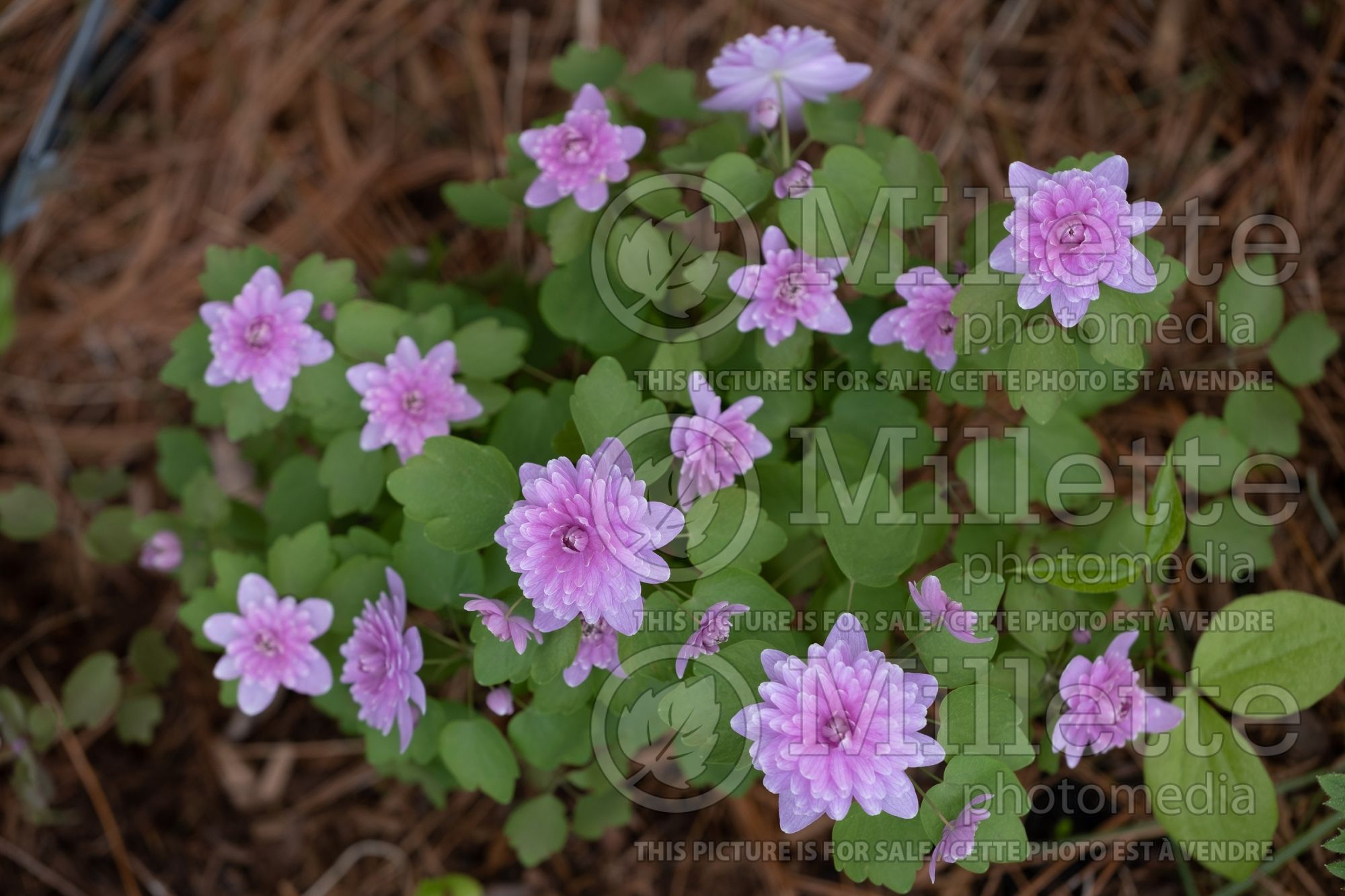 Thalictrum aka Anemonella Oscar Schoaf (Meadow Rue) 3