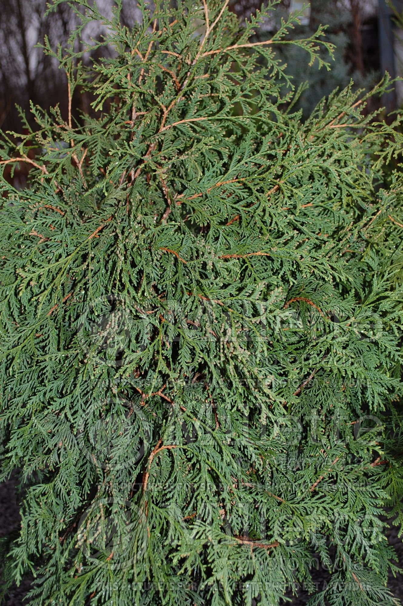 Thuja or Thuya Nigra (Eastern Arborvitae conifer) 3