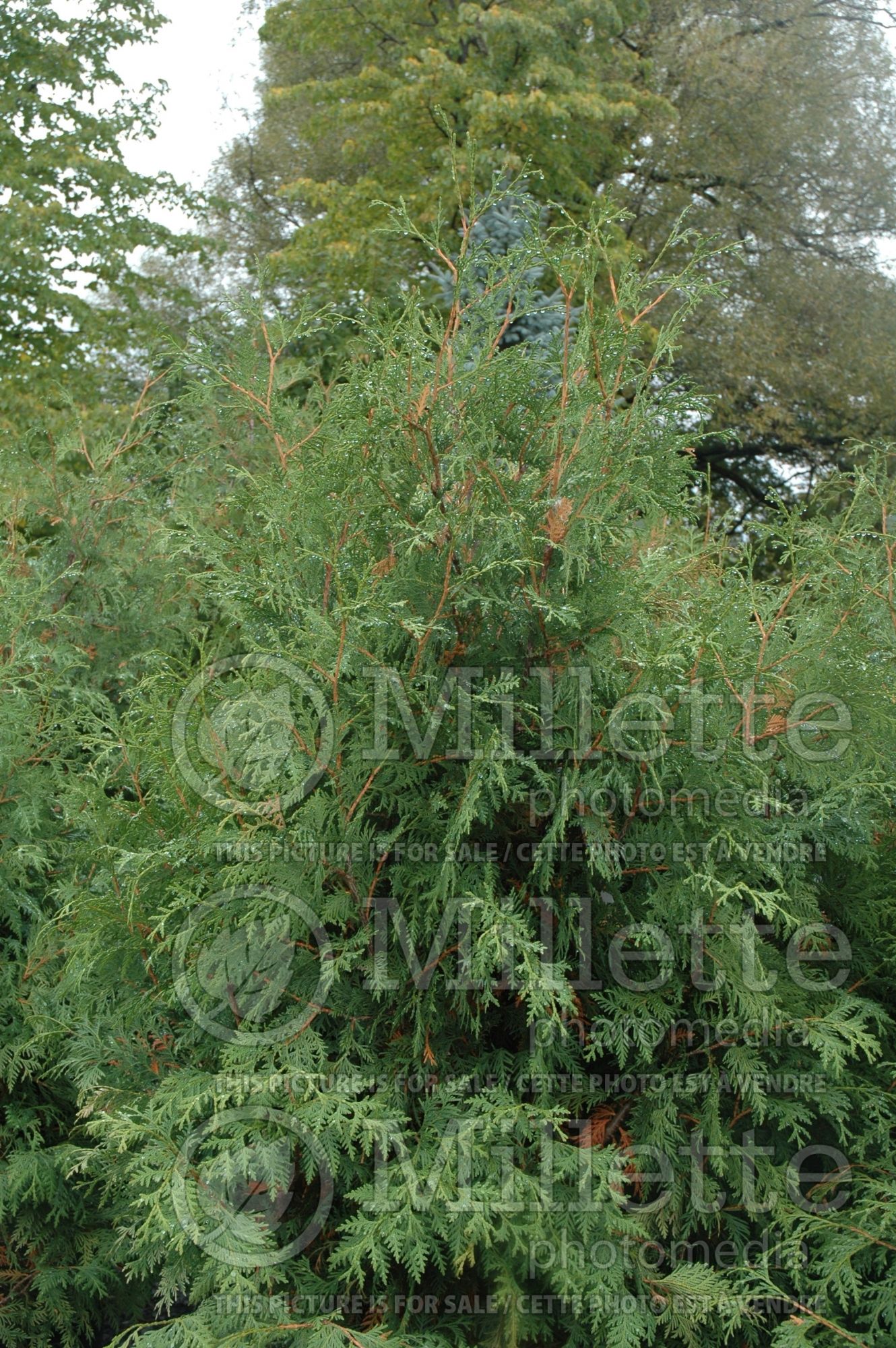 Thuja or Thuya Nigra (Eastern Arborvitae conifer) 4
