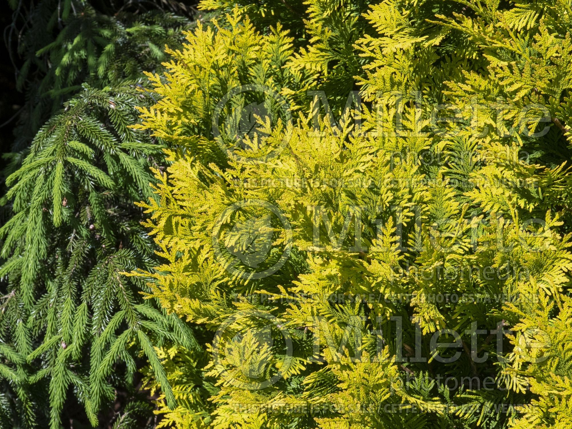 Thuja aka Thuya Europe Gold (Eastern Arborvitae conifer) 7