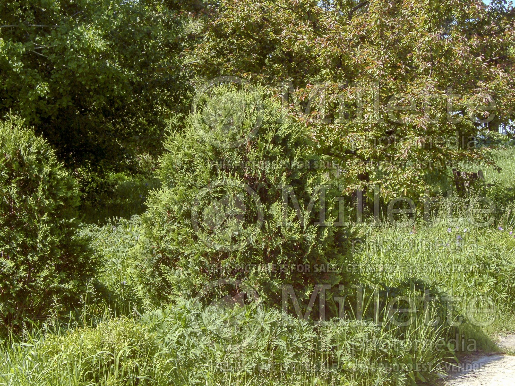Thuja aka Thuya occidentalis First Editions Technito aka BAILjohn (Eastern Arborvitae conifer) 1