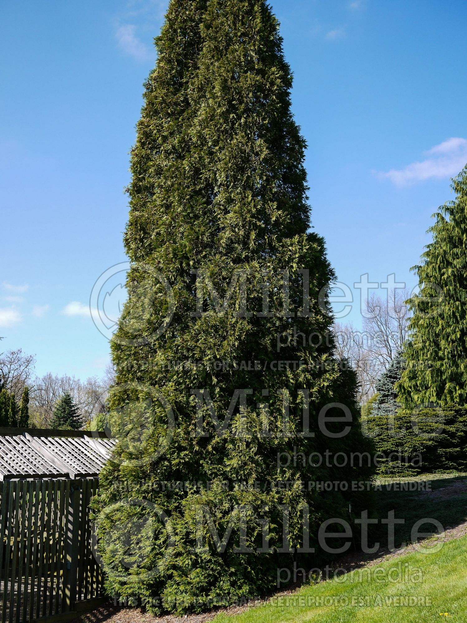 Thuja aka Thuya Hetz Wintergreen (Eastern Arborvitae conifer) 1